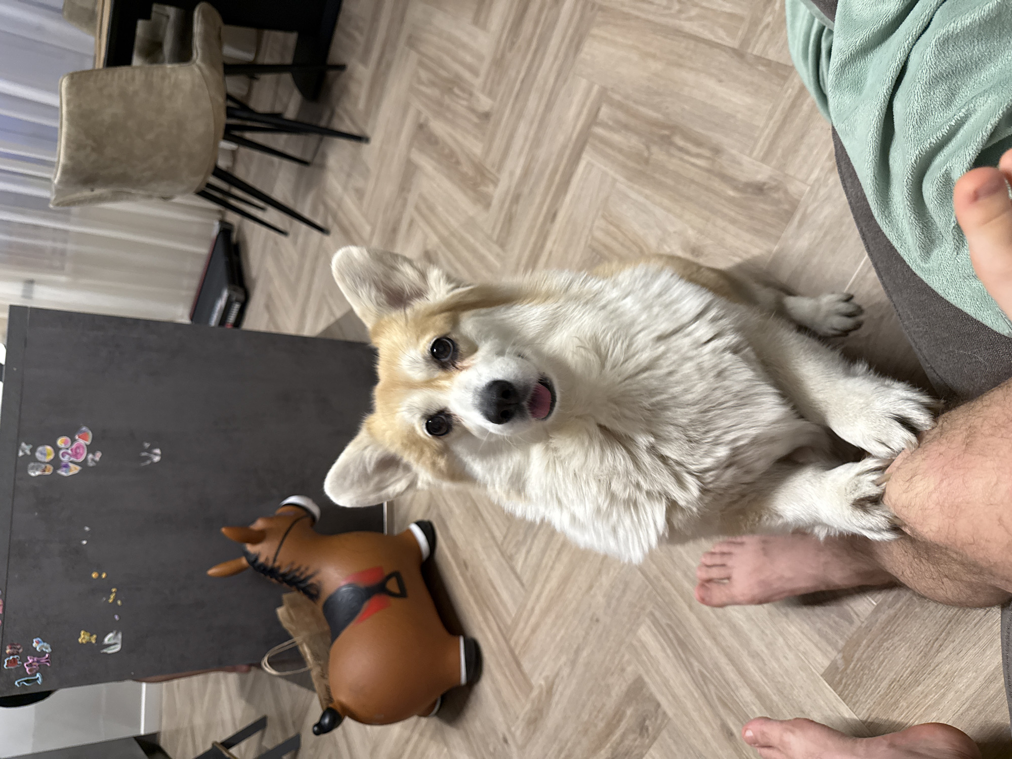 An indoor, high-angle shot captures a Corgi looking up at the camera with its tongue slightly out, resting its front paws on a person's bare leg. The Corgi has cream and white fur. Two bare human feet are visible on the light brown herringbone-patterned wooden floor. The person's leg is partially covered by a light green, soft-textured blanket or garment, suggesting they are seated. In the background to the left, a dark-colored counter or table is adorned with colorful stickers or magnets. Below it, a brown toy rocking horse with black and white details rests on the floor. Further back, a light-colored upholstered chair with dark legs is visible, along with parts of other furniture. The scene conveys a moment of affectionate interaction between the dog and the person in a home setting in Krasnoyarsk, Russia. The time of day is not discernible, but the indoor lighting is bright. No visible text is present.