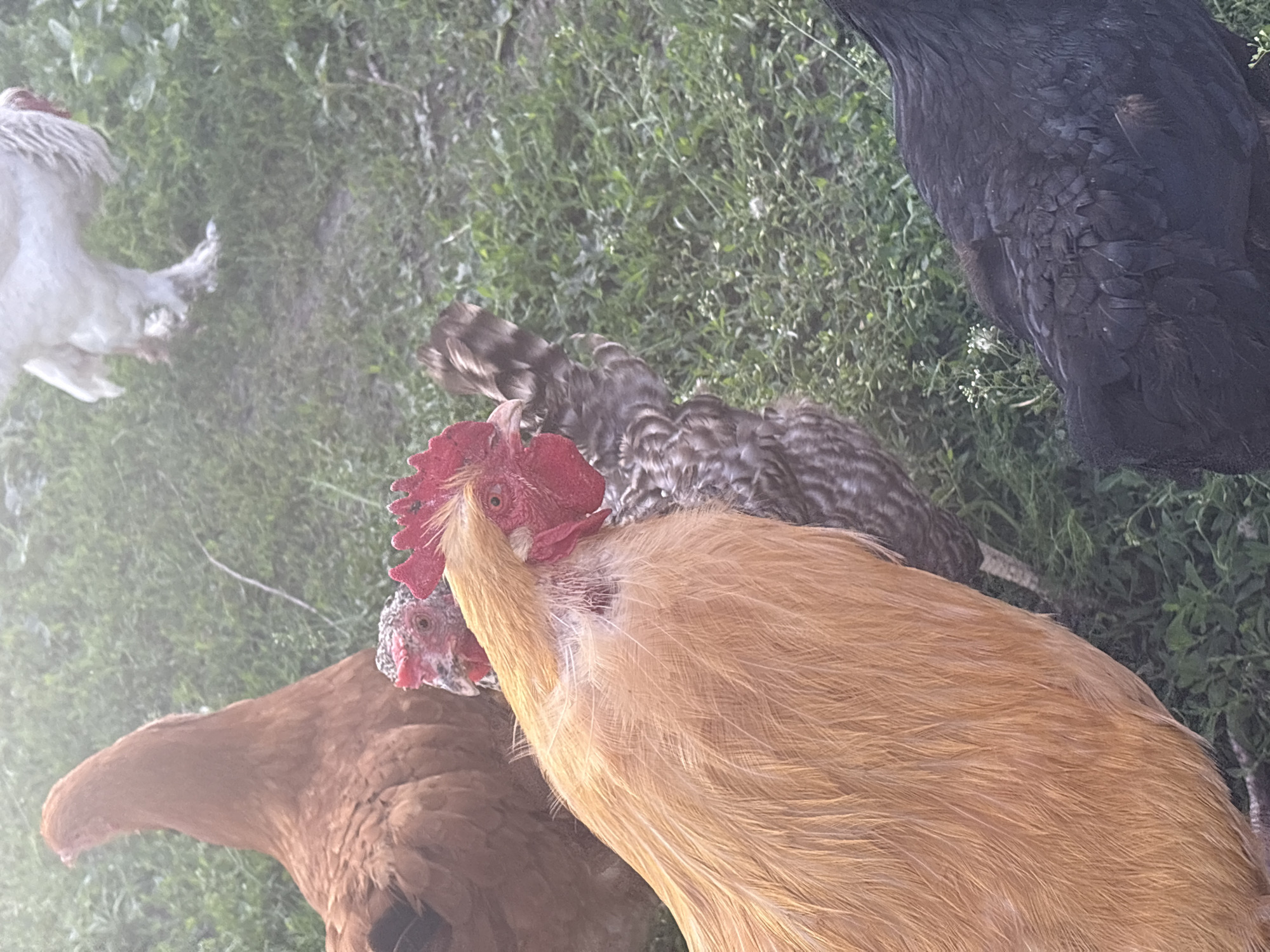 In Sovkhoza "Razdol'e", Russia, several chickens are gathered on a grassy area. In the foreground, a large, golden rooster with a red comb and wattles is prominently featured, its feathers detailed and light. Behind the rooster, a smaller chicken with speckled brown and gray plumage is visible. Further back and to the left, a reddish-brown hen stands. In the background, a white chicken with elaborate feathering on its legs and body is partially visible, and to the far right, the dark, almost black plumage of another chicken is apparent. The environment is a natural setting with green grass and some scattered white wildflowers.