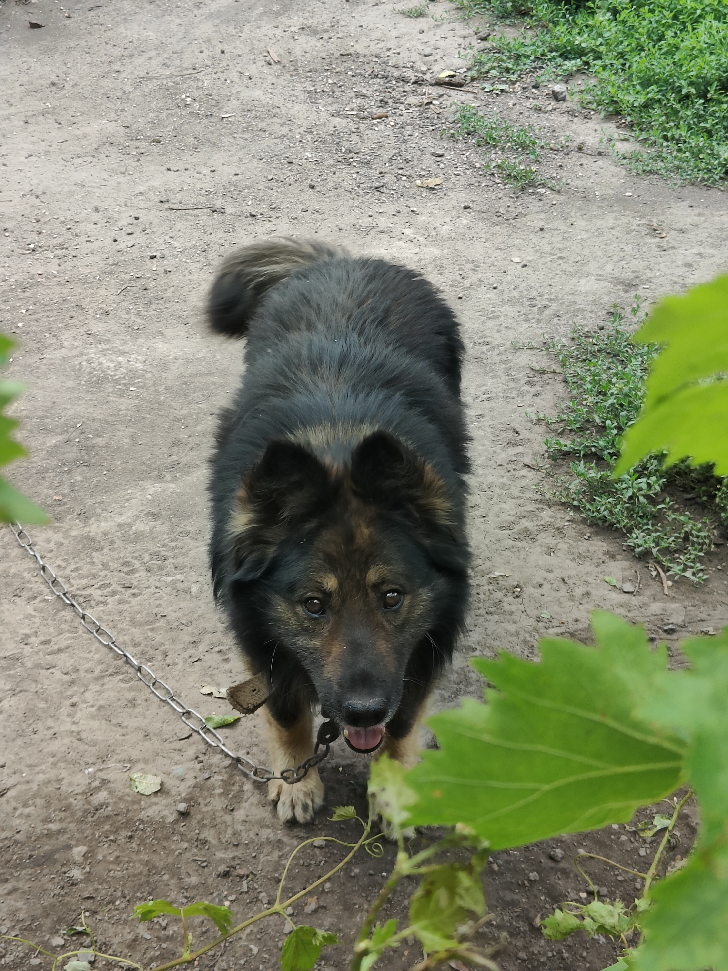A medium shot shows a black and tan dog with a bushy tail standing on a dirt path. The dog is wearing a leather collar and a metal chain is attached to it. The dog's mouth is open and its tongue is visible. In the background, there is green grass and some leaves. The scene appears to be outdoors, possibly in a yard or park, in the city of Kryvyi Rih, Ukraine.