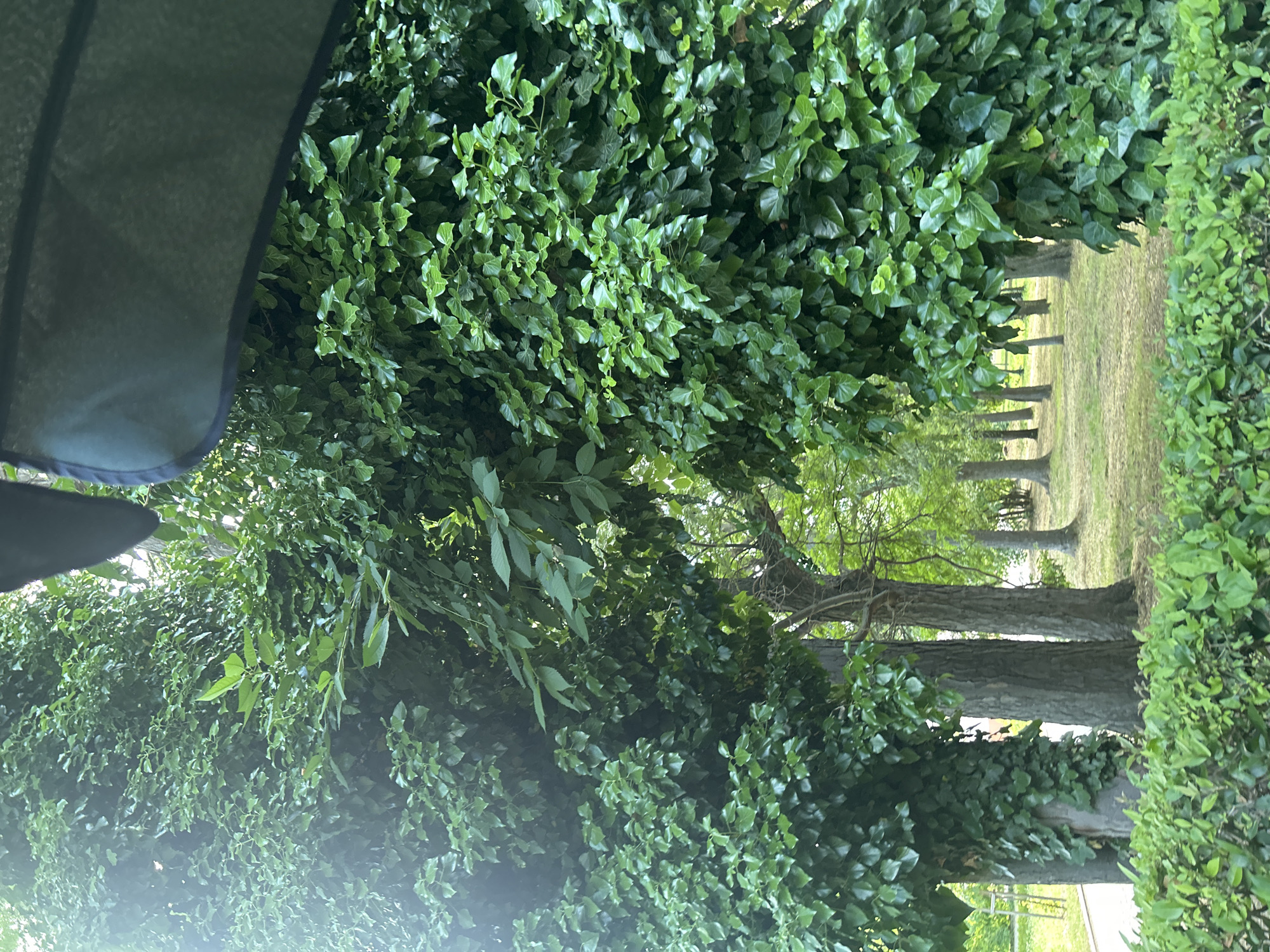 The image shows a park or garden area in Varna, Bulgaria. Two large trees are heavily covered in ivy, creating a dense green archway. In the background, more trees are visible, creating a sense of depth within the park. The ground is covered in grass and fallen leaves, suggesting it's either late spring or summer. In the foreground, a low, neatly trimmed hedge provides a visual boundary. A dark green canopy is visible in the upper right corner, possibly from an umbrella or awning, suggesting the photo was taken from a shaded area. The lighting indicates it is daytime, with sunlight filtering through the leaves. No people are visible in the image.