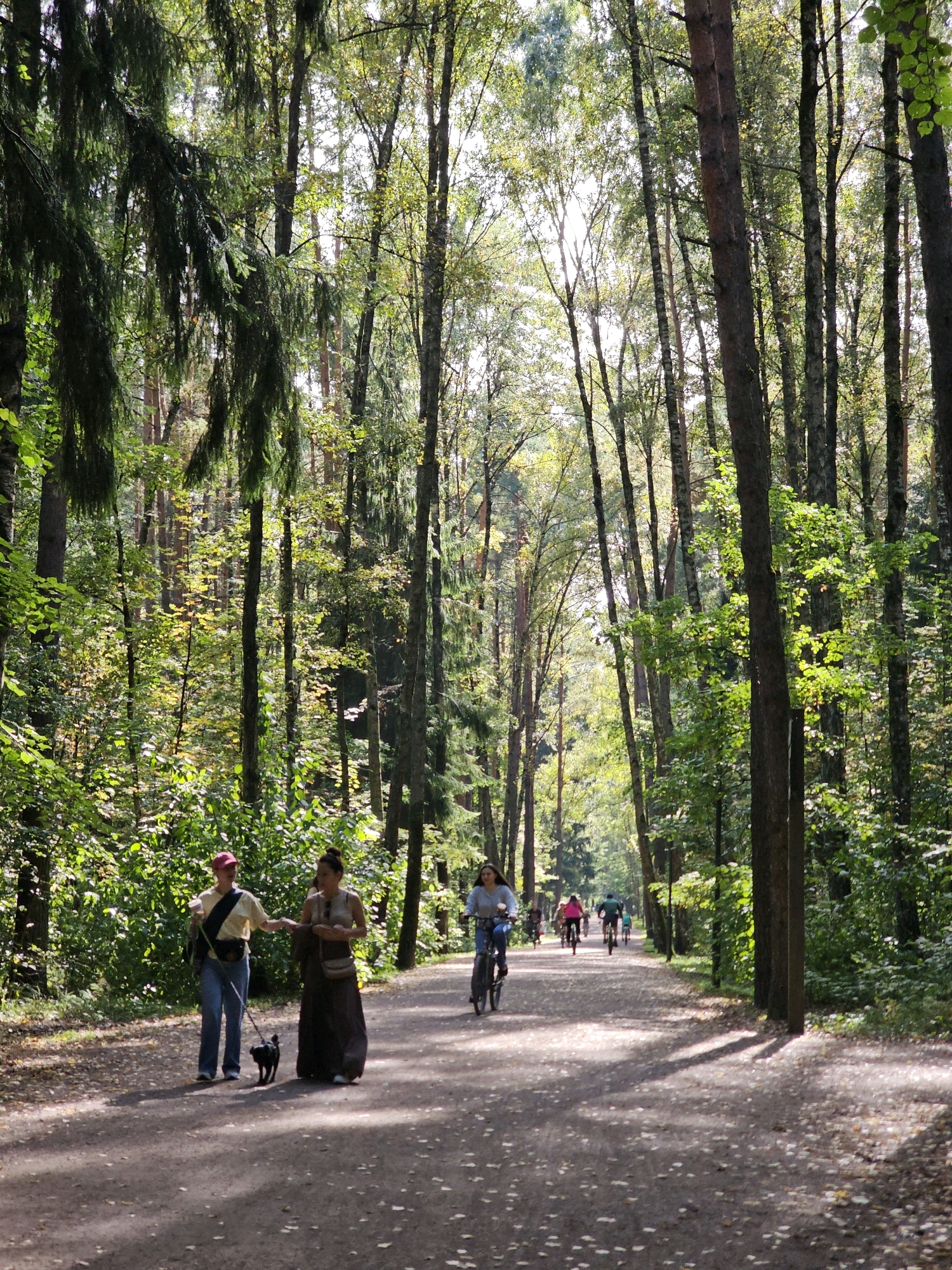 The image depicts a sun-dappled, tree-lined park path, likely in Moscow, Russia, as suggested by the presence of diverse tree species commonly found in Russian urban parks and the overall aesthetic. A dirt path, scattered with fallen leaves, winds through a dense forest of tall, slender trees, predominantly pine and birch, with sunlight filtering through the canopy, creating dappled light patterns on the ground.
In the foreground, two women are walking. One, wearing a red cap, light yellow t-shirt, and blue jeans, is walking a small black dog on a leash. The other woman, in a long, dark skirt and light-colored top, walks beside her, holding a patterned bag.
Further down the path, several individuals are cycling. One woman in a light-colored shirt is riding a bicycle towards the viewer, while other cyclists, some in brightly colored clothing, are visible in the distance, heading away. The scene suggests a leisurely day in the park, with people engaging in outdoor activities. The presence of mature trees and the well-maintained path indicate a public park setting, possibly a nature reserve or a large city park.