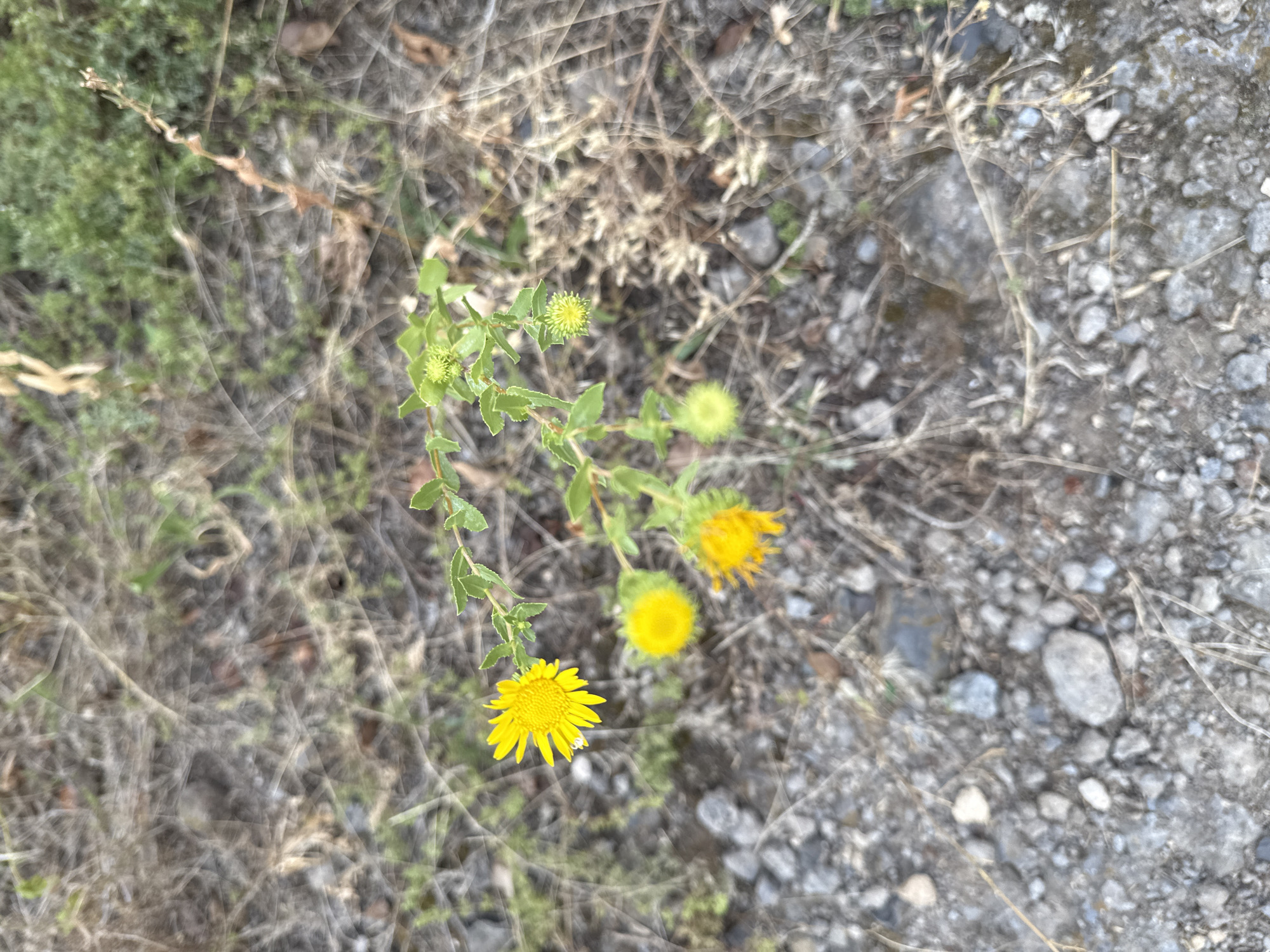 The image shows a close-up, top-down view of a small, yellow wildflower plant growing in a rough, gravelly area, likely outdoors. The plant has several bright yellow flowers in various stages of bloom, with some unopened buds also visible. The foliage is green and appears somewhat serrated. The ground surrounding the plant is composed of small grey and tan stones, dry grass, and some scattered brown leaves, suggesting a natural or neglected environment. There are no people, animals, or man-made structures visible in the image. The lighting suggests it is daytime. The location is given as Orlovka, Russia, however, the image itself does not contain any explicit geographical markers.