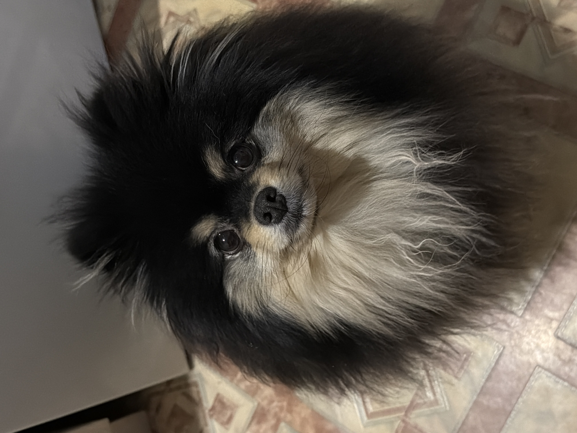 A black and tan Pomeranian dog is lying on a tiled floor with a diamond pattern. The dog is facing the camera. The dog's head is tilted slightly to the right. The dog has black fur on its head and back, and tan fur on its chest and stomach. The dog's eyes are dark and shiny. The dog's nose is black and wet. The dog's mouth is closed. The dog's ears are pricked up. The dog appears to be indoors. There is a white object on the left-hand side of the frame. The location in Chaikovsky, Russia is not discernible from the image.