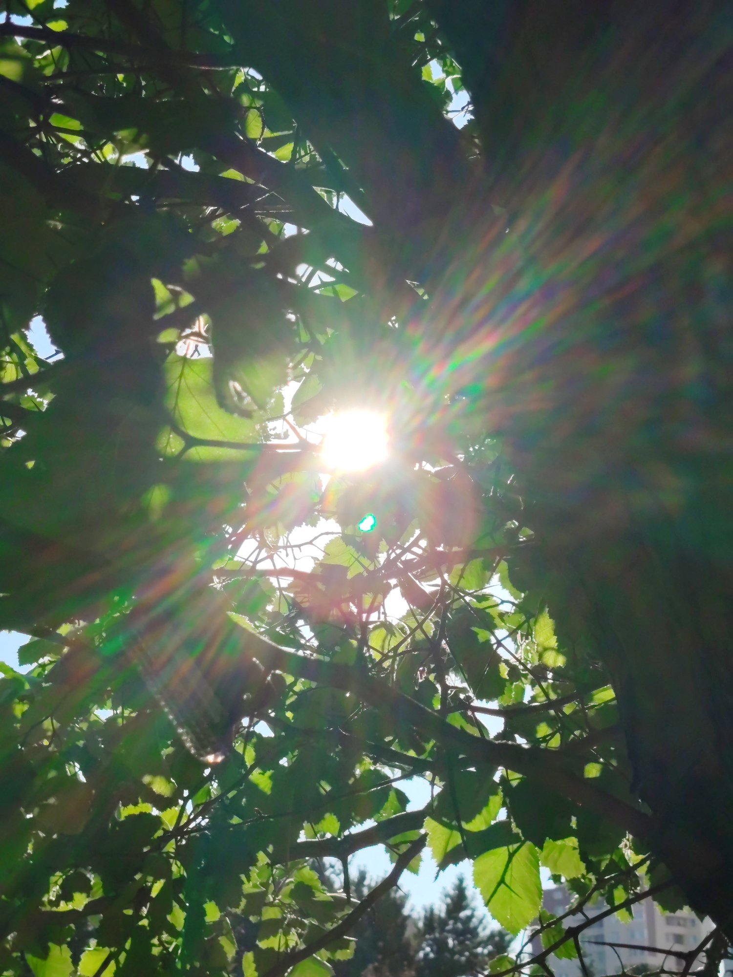 This is a close-up, upward-facing shot of tree branches and leaves, with the sun directly visible and creating a strong lens flare. The sun's rays are producing a spectrum of colors, predominantly green, yellow, orange, and red. The leaves are a vibrant green, backlit by the sun, allowing light to pass through them. Some of the tree branches are dark and out of focus, while others are more defined. In the background, out-of-focus elements suggest a city environment, with what appear to be buildings and trees visible under a clear sky. The lighting indicates it is daytime, likely a sunny afternoon. The image was taken in Astana, Kazakhstan.
