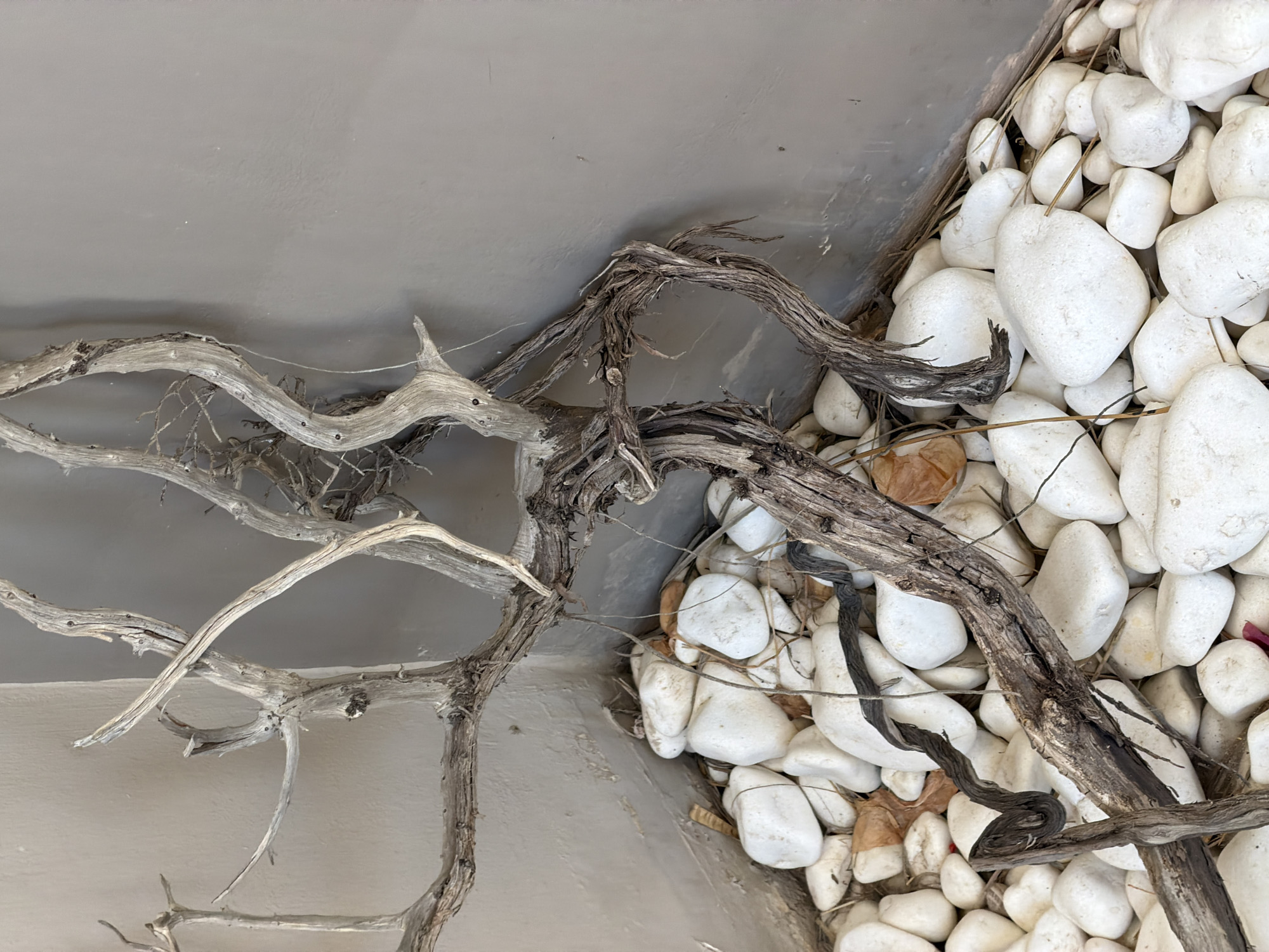 The image depicts a corner of a room or outdoor space in Viglafia, Greece, where dry, gnarled branches are arranged amongst a bed of smooth, white stones. The branches, bleached and weathered, twist and extend upwards and outwards, creating a sculptural, organic form. Some of the branches are thin and twig-like, while others are thicker and more substantial, showing a rough, textured bark. The stones are predominantly white, with some exhibiting subtle gray or tan veining, and they vary in size and shape, filling the lower portion of the frame. A plain, grey wall forms the background, emphasizing the natural textures of the branches and stones. There are no people or animals present in the scene.