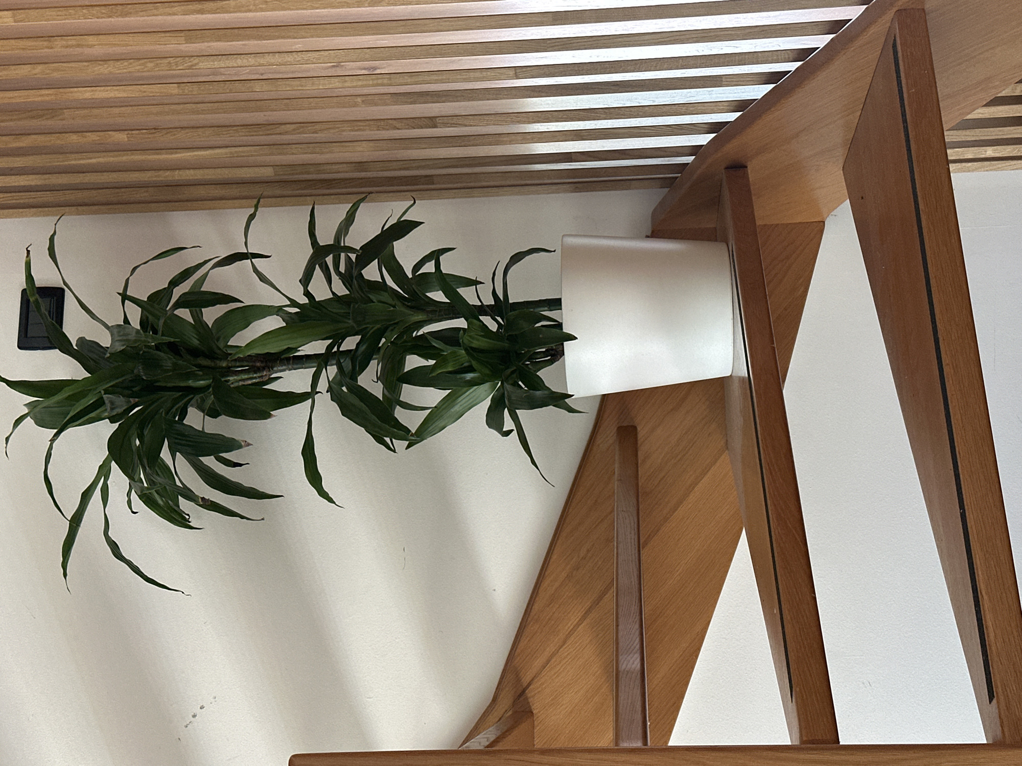 A tall, green potted plant is placed on a wooden stair landing. The plant has long, slender leaves and is housed in a white pot. The stairs are made of polished wood with dark, anti-slip strips on the edges of each step. To the right of the plant, there is a wall covered with vertical wooden slats, and to the left, a white wall with some shadow patterns. A black electrical outlet is visible on the white wall behind the plant. The scene appears to be indoors, likely in a modern residential or commercial space. There are no people or animals present. The image is taken from a slightly low angle, looking up the staircase.
