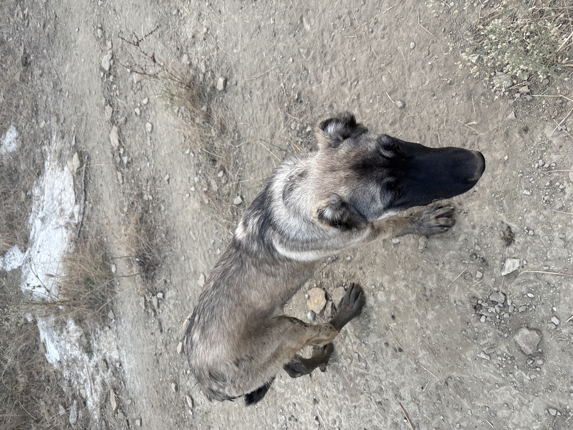 A medium shot captures a dog with grey and tan fur standing on a dirt path. The dog is facing towards the right of the frame, its head lowered and looking down. Its fur is somewhat matted, particularly on its legs which appear muddy. The background consists of dry, sparse vegetation and loose stones scattered across the ground. In the upper portion of the image, a patch of white, possibly salt or chalk, is visible amongst the dry plants. The environment suggests an arid or semi-arid outdoor setting, consistent with the outskirts of Tankovo, Bulgaria.