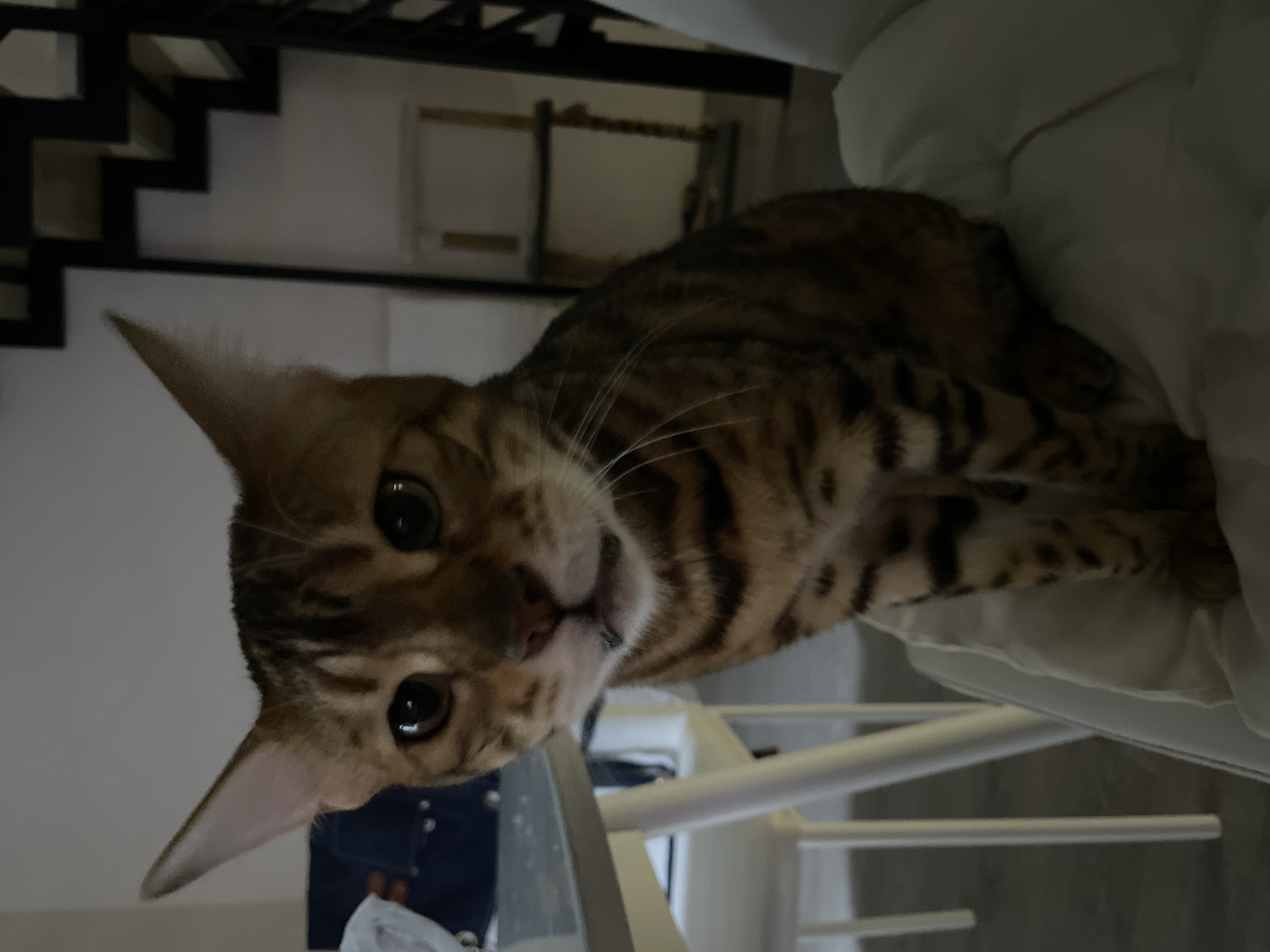 The image displays a close-up of a Bengal cat, its head tilted upwards and looking directly at the viewer. The cat's large, dark eyes are wide, reflecting curiosity or mild surprise, and its pointed ears are perked. Its fur features the distinctive spotted and striped pattern characteristic of the Bengal breed, with shades of brown and black, and prominent white whiskers extend from its muzzle.
The setting is an indoor environment, appearing dimly lit, possibly suggesting evening or subdued lighting. The cat seems to be resting on or against a soft, white surface, like a pillow or bedding, which fills the lower and right portions of the frame. In the background, a dark, open-riser staircase or a similar multi-level architectural feature is visible on the left side, set against a light-colored wall. While the scene suggests a comfortable domestic space, no specific geographical markers are discernible. No text is visible in the image. The primary focus is on the cat's engaging expression.