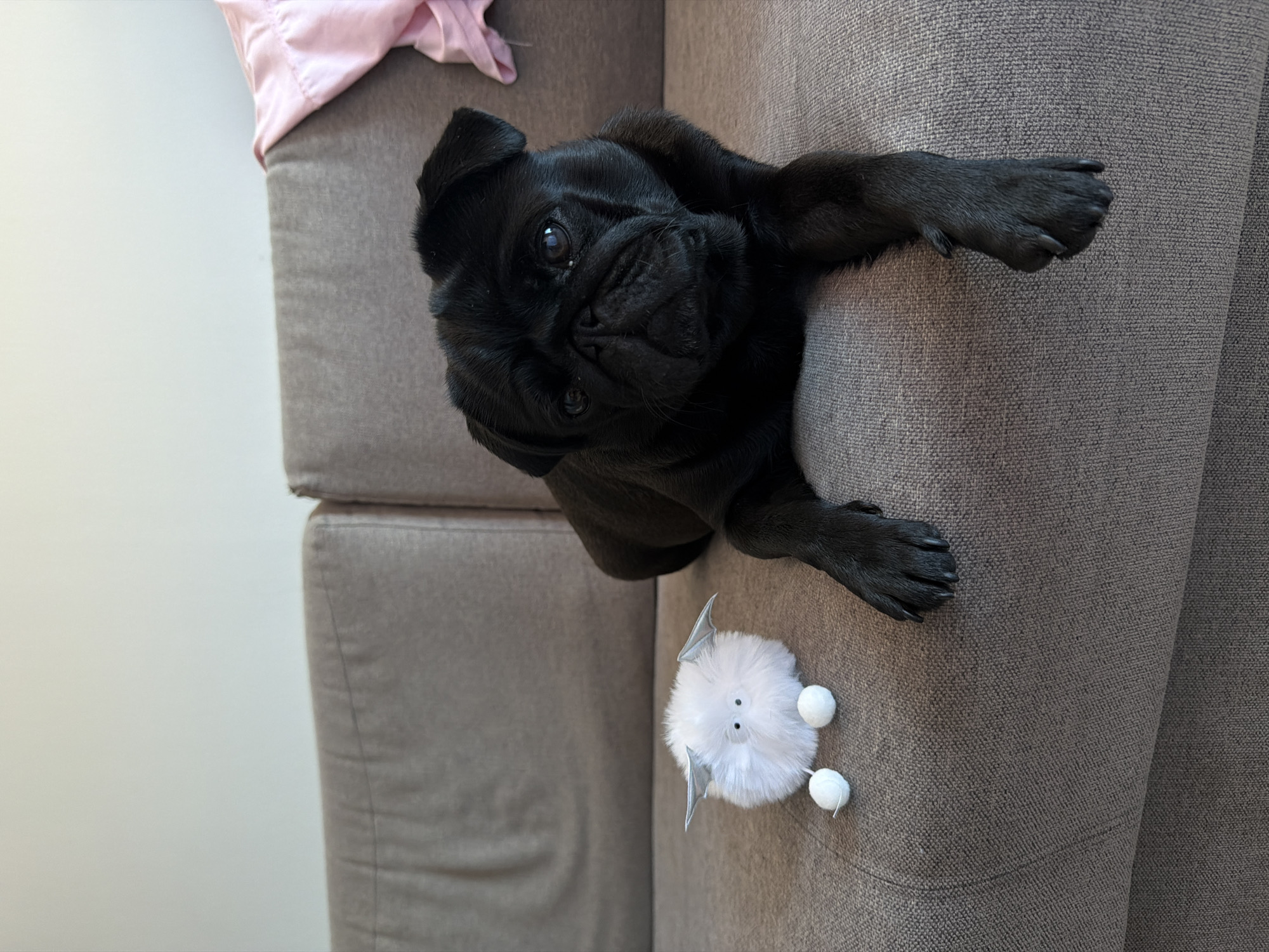 A black pug dog is lying on a gray fabric sofa next to a small white fluffy toy with wings and two white pom-poms. The dog is looking directly at the camera. A pink piece of fabric is draped over the back of the sofa to the right of the dog. The background is a plain, lightly colored wall. The scene appears to be indoors, possibly in a living room.