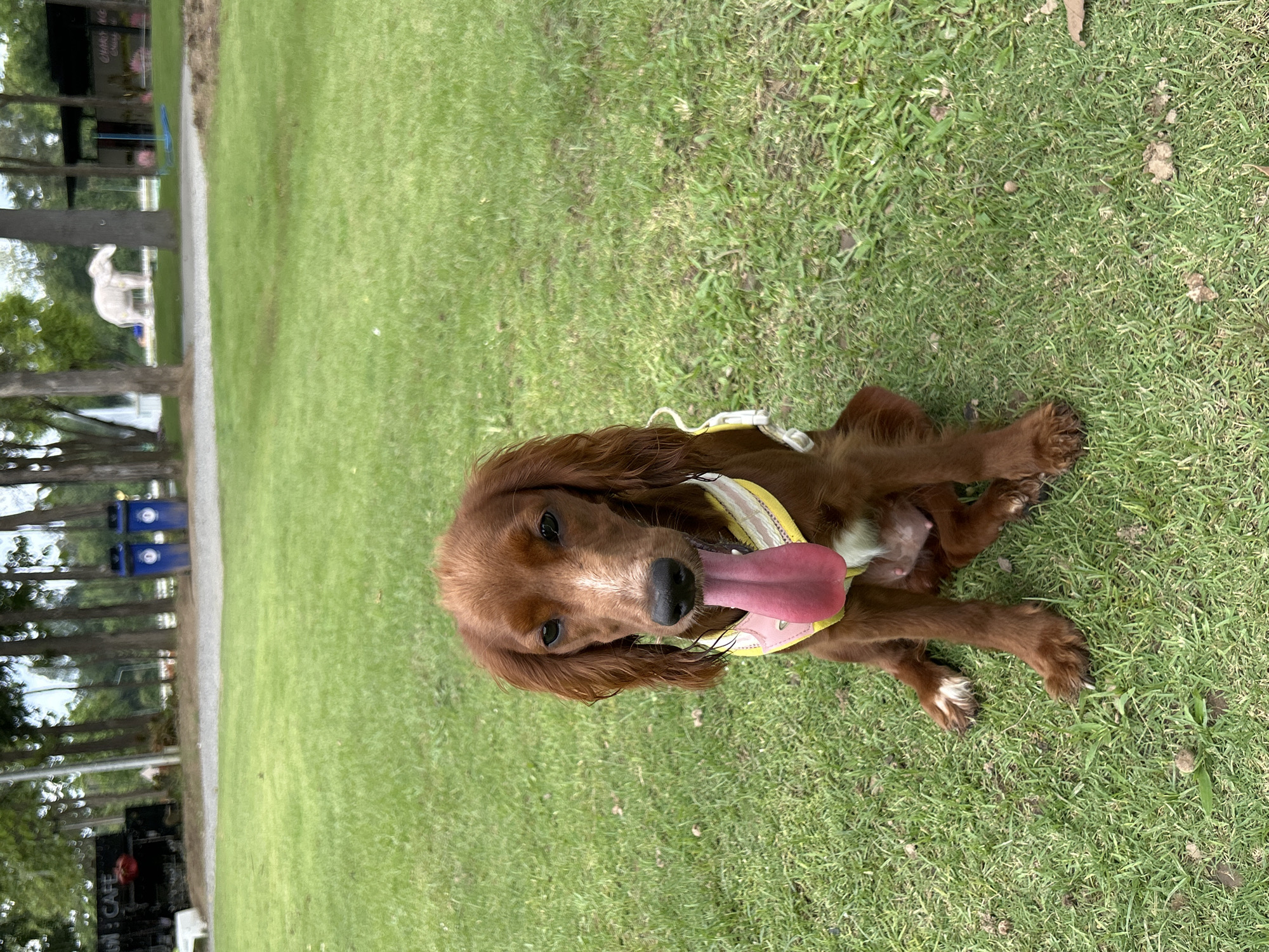 A medium-sized brown dog sits on green grass with its tongue hanging out. The dog wears a yellow and pink harness. In the background, there are trees, a paved path, and a white sculpture. The location is Chiang Mai City Municipality, Thailand.