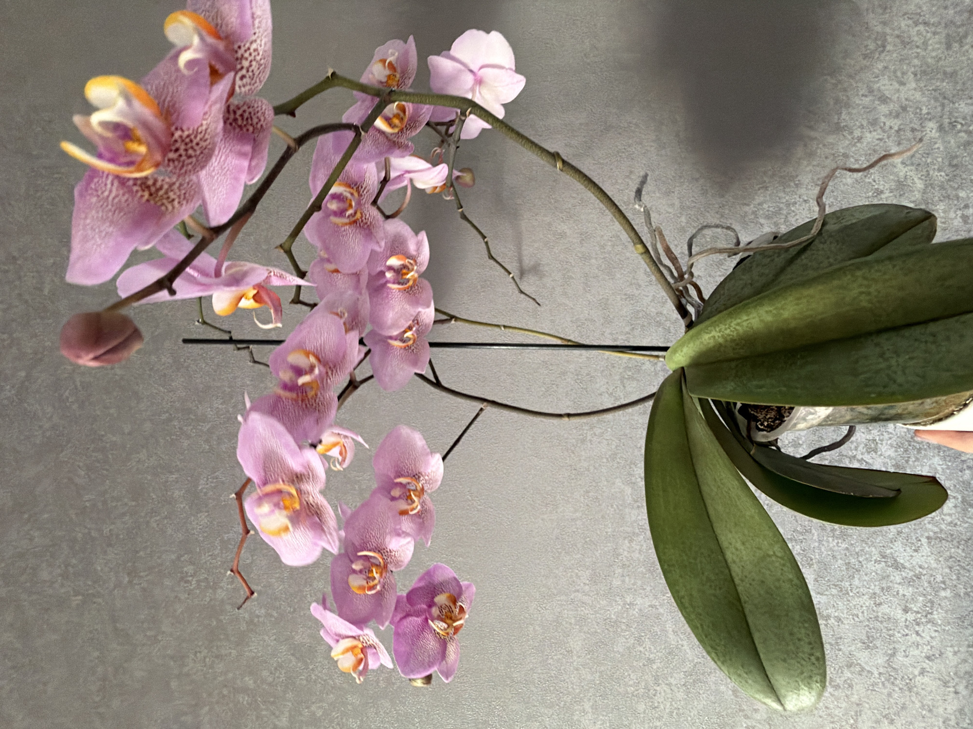 The image shows a potted orchid plant with pink and white flowers. The plant is positioned against a gray textured wall, possibly indoors. The leaves of the orchid are a dark green and appear healthy. There is no visible city or other contextual information indicating a location in Unknown, Unknown.