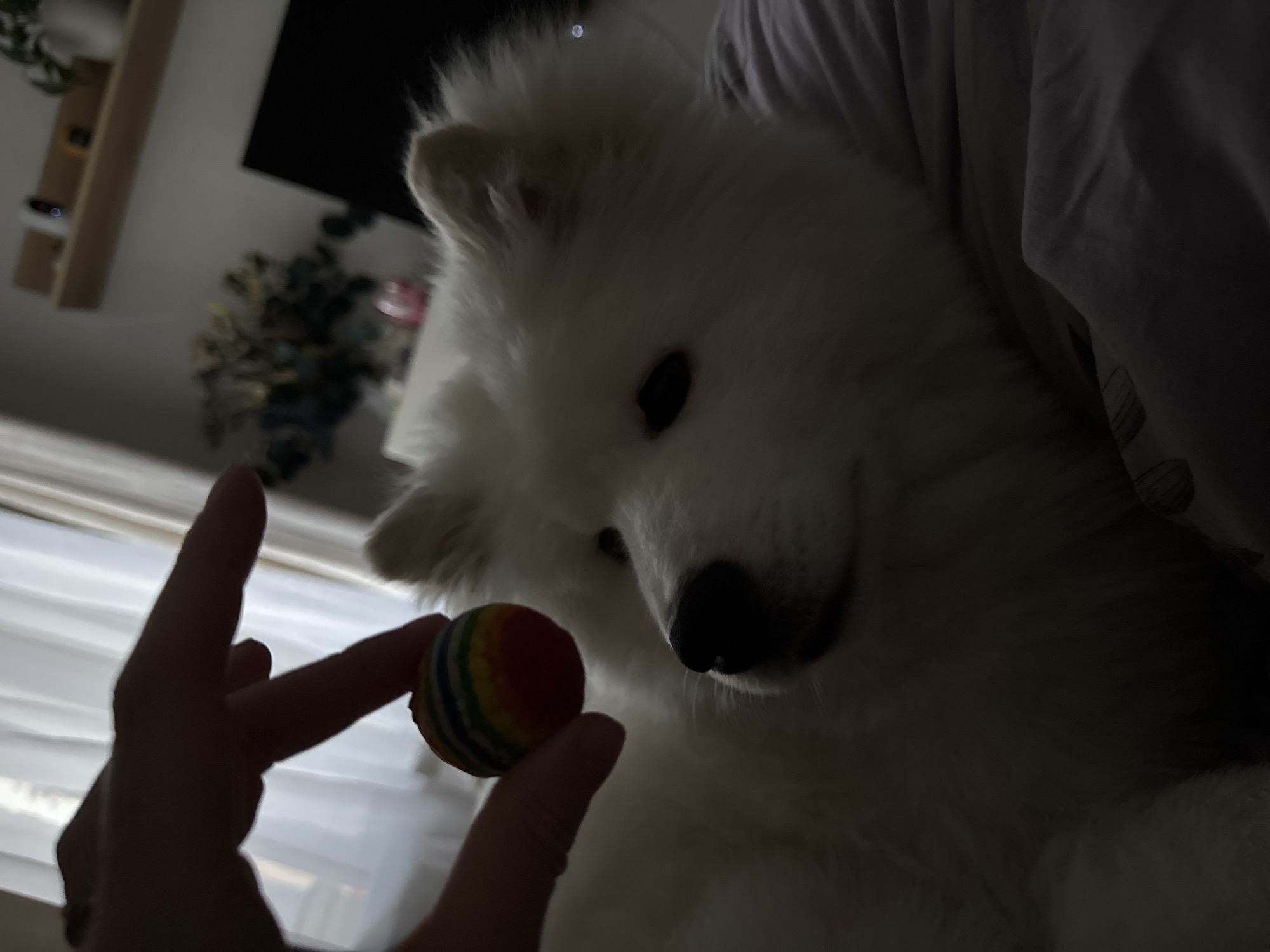 A close-up shot features a white Samoyed dog looking attentively at a rainbow-striped ball held in someone's hand. The hand is partially obscured in shadow. The dog's face is well-lit, showing its black nose and eyes. A light-colored garment is draped behind the dog. The scene appears to be indoors, possibly in a residential setting, evidenced by a partially visible shelf with objects and a dark screen in the background. There is no clear indicator of the location being in Chaikovsky, Russia.