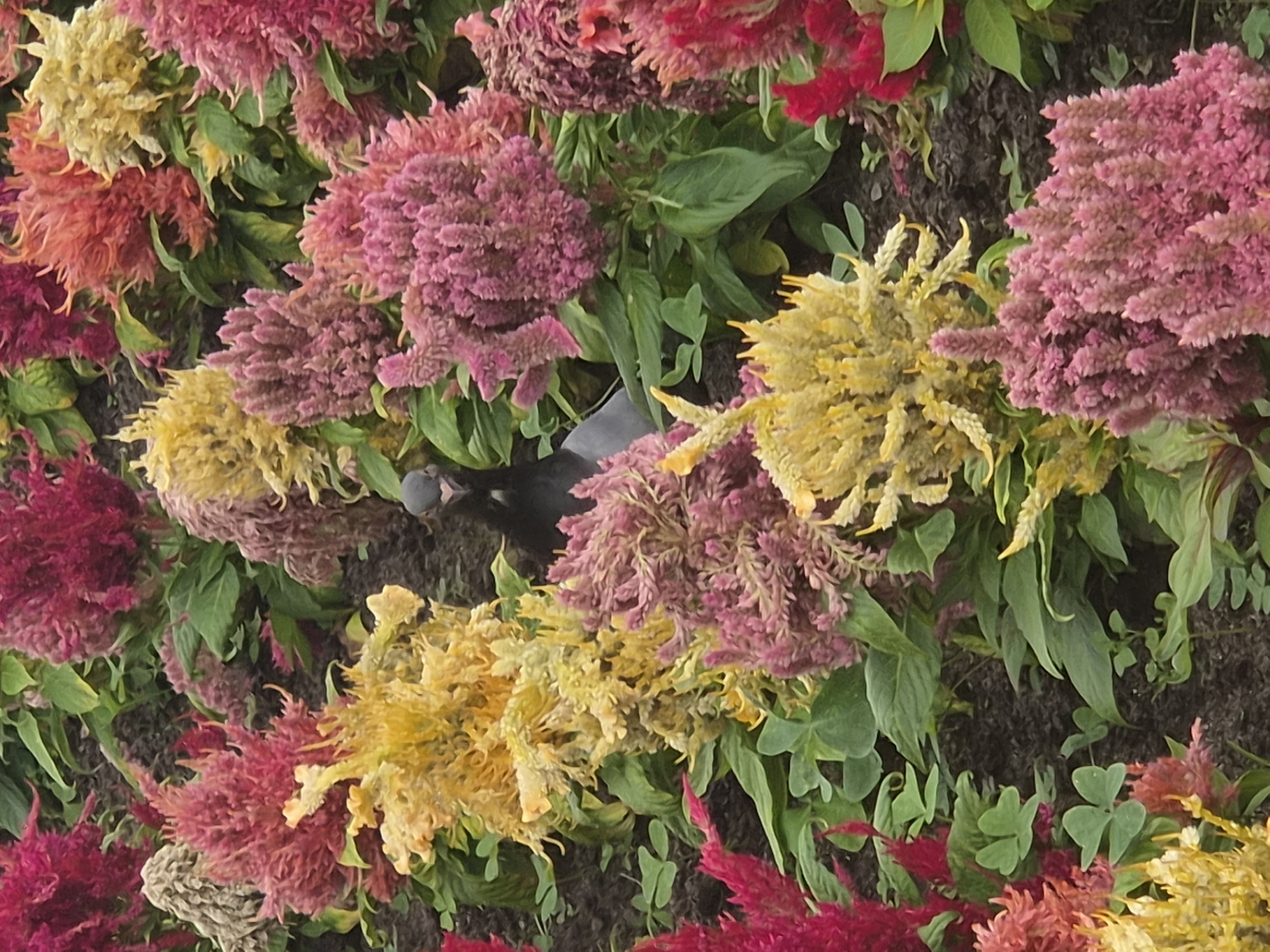 A pigeon is partially visible amidst a dense planting of celosia flowers in shades of red, pink, and yellow. The flowers are the dominant visual element, with their feathery, plume-like structures creating a textured and vibrant display. The pigeon, mostly dark gray with some white markings, is nestled amongst the foliage and blooms, appearing to be camouflaged by its surroundings. The background is dark soil, with the focus entirely on the flowers and the bird. This scene is located in the city of Braga, Portugal.