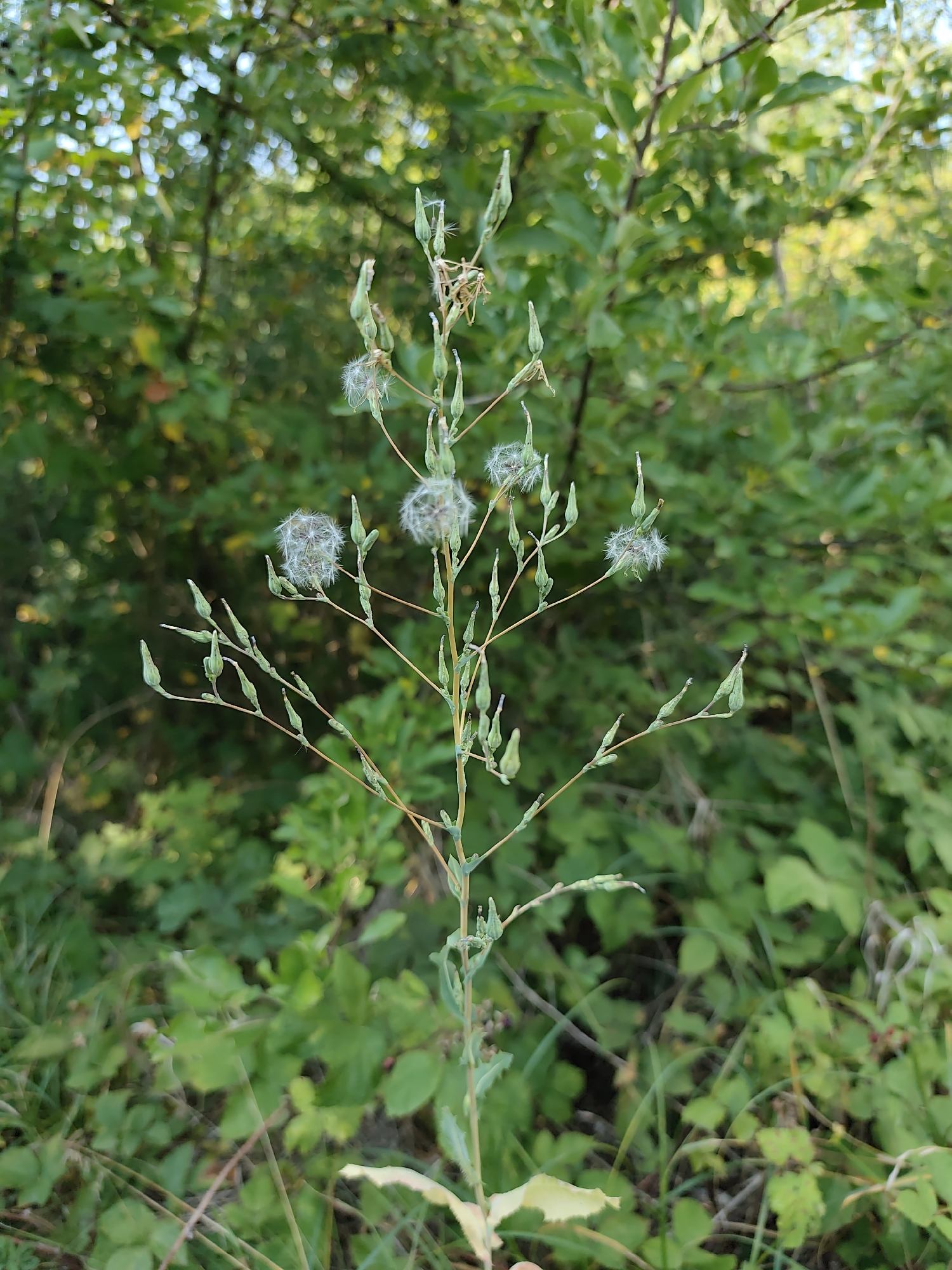 This is a close-up, eye-level, outdoor, vertical, natural light photograph of a tall, thin-stemmed wild plant with seed heads. The plant is in focus, with a blurred background of green foliage. Several small, green seed pods are visible along the stem, some opening to reveal white, fluffy seed heads resembling dandelions. The plant's stem is thin and brown, with delicate branches. Some dried leaves are visible at the base of the plant. The environment appears to be a natural area, possibly a park or the outskirts of a city, with abundant greenery. There are no people, animals, or man-made objects clearly identifiable in the image. The scene is peaceful and appears to be set in Prague, Czechia, likely during a warm season.