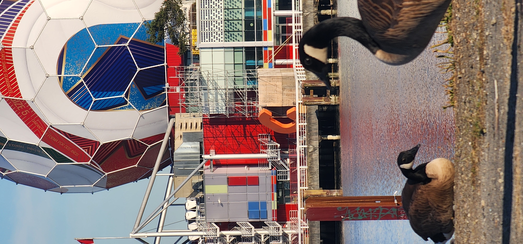 In an outdoor urban waterfront setting, a large, partially visible soccer ball sculpture dominates the background, featuring white panels with red and blue geometric designs, along with text reading "SIZE 5" and "GUARANTEED SHAPE." Below the sculpture, a multi-story building with a red facade and colorful geometric panels is visible, featuring external staircases and scaffolding. A large orange letter "C" is prominently displayed on the building's side. In the foreground, two Canada geese are seen on a gravelly shoreline next to a body of water. One goose is in sharp focus, facing right, with its head and neck visible, while the other is partially obscured, facing left. The water reflects the reddish hues of the building. A wooden post with graffiti is also present near the water's edge.