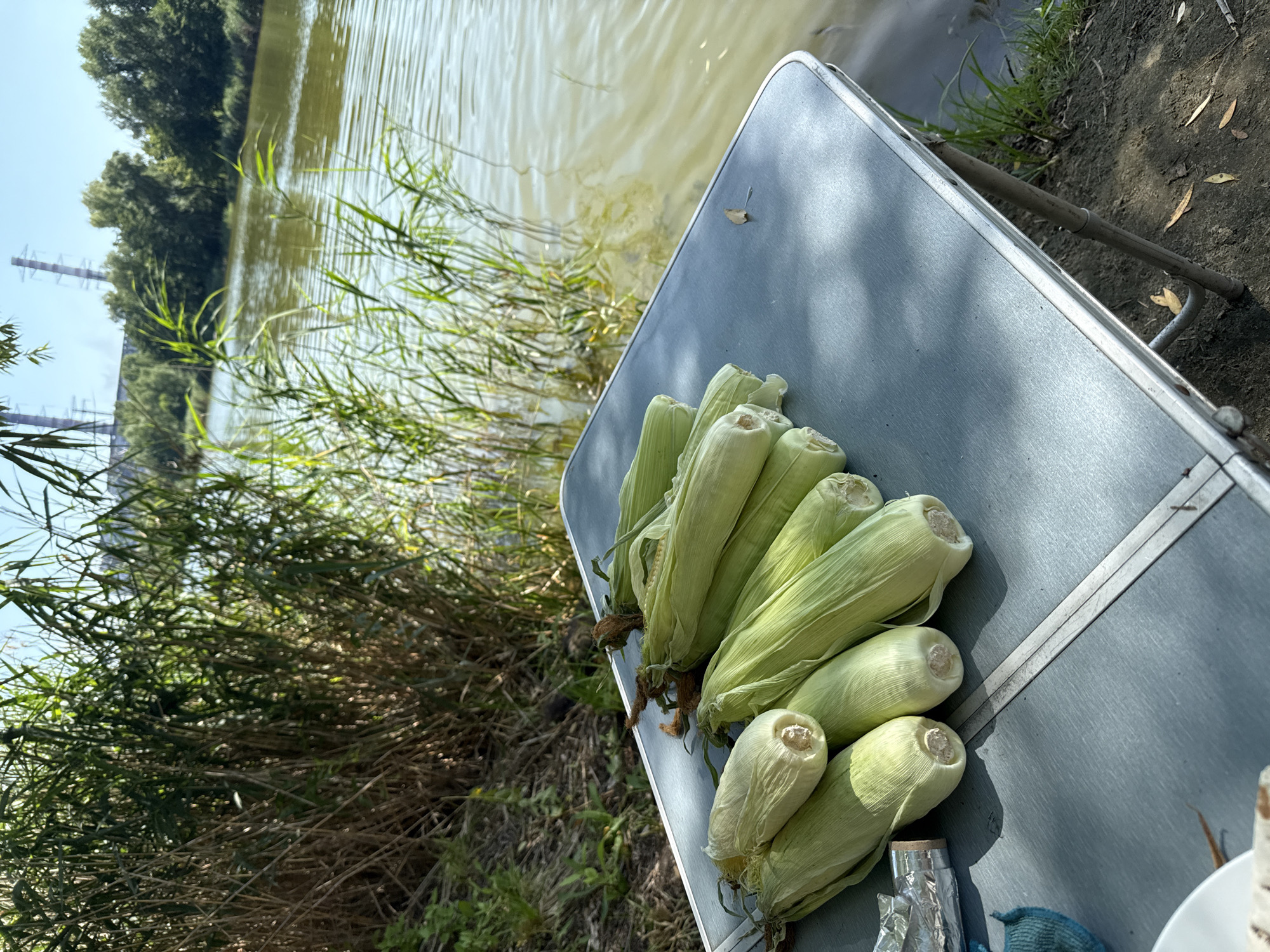 A high-angle medium shot captures a table laden with fresh corn on the cob by a body of water. The table, a metallic gray, is positioned outdoors, with the murky water of a river or lake to its right. Tall, green reeds and grasses grow along the water's edge, creating a natural barrier. Beyond the water, a dense line of trees forms the opposite bank, and in the distance, industrial structures with tall towers are visible under a clear blue sky. The foreground of the image shows the table with approximately eight ears of corn, their husks still attached and in various stages of freshness. Some appear fully covered in green husks, while others have partially exposed tips. A crumpled piece of aluminum foil and a blue cloth are also present on the table. The ground surrounding the table is dirt and dried leaves, indicating an outdoor, perhaps rustic, setting. The lighting suggests it is a sunny day, casting shadows on the table and the surrounding vegetation.
