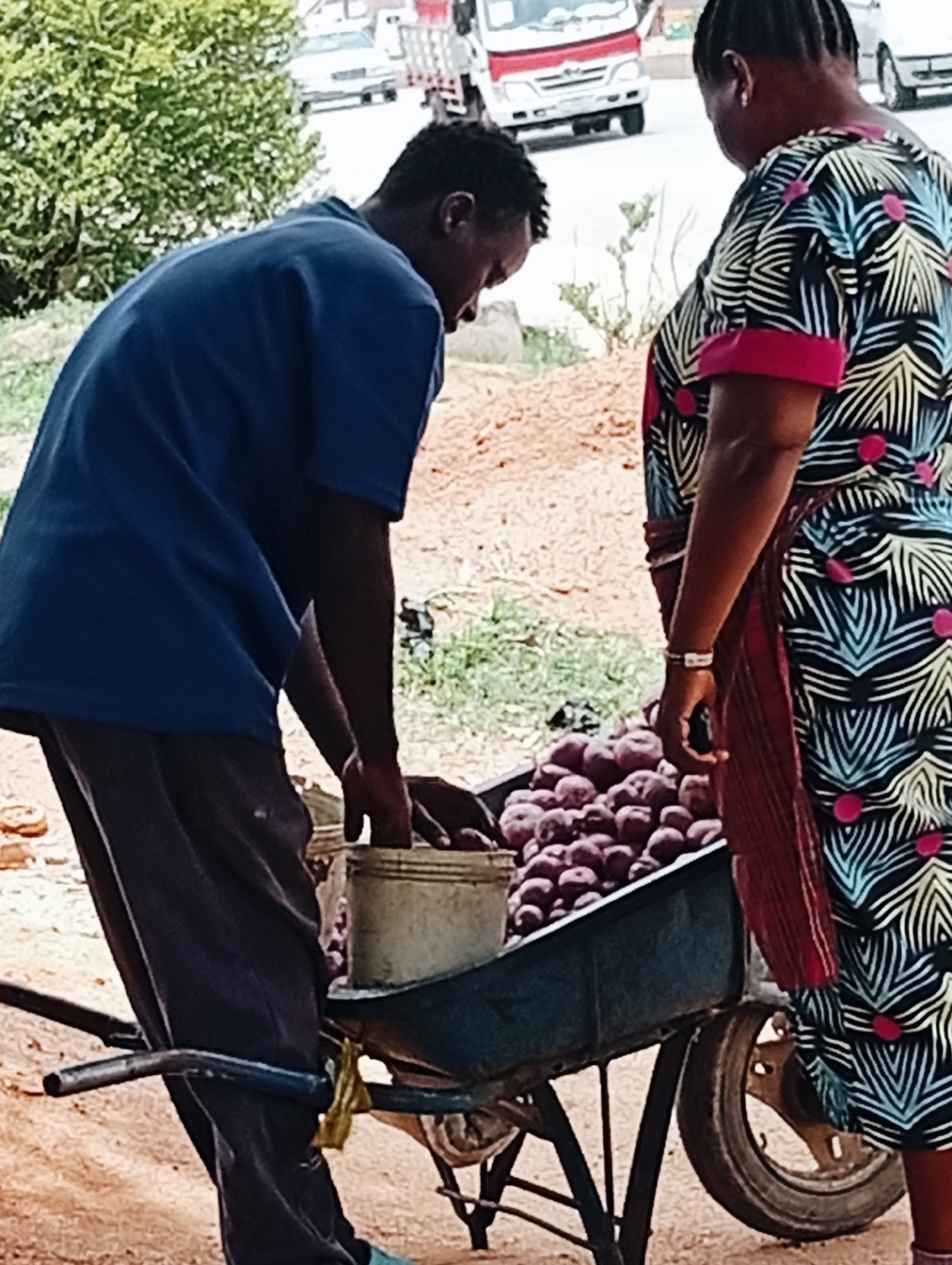 In Bukuru, Nigeria, a man wearing a blue shirt and dark pants is bent over a wheelbarrow filled with purple yams. He is using a small, light-colored bucket or container to scoop the yams. A woman stands next to the wheelbarrow; she is wearing a patterned dress with pink accents and a red wrap. Her arm is visible, adorned with a wristwatch or bracelet. The wheelbarrow is green and black. In the background, there are vehicles and green vegetation. The ground appears to be reddish or brownish dirt or soil.