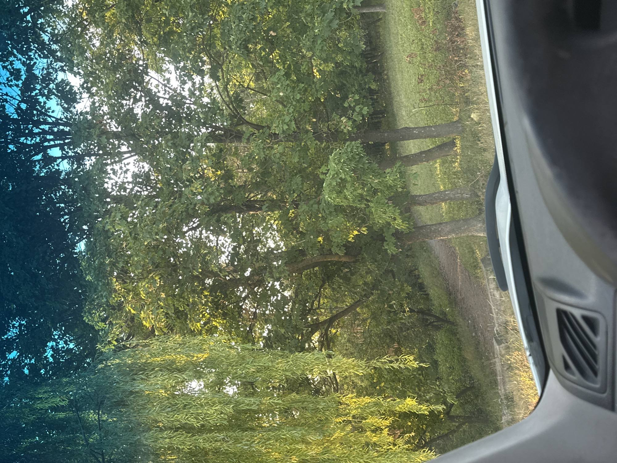 The image is taken from inside a vehicle, looking out through the windshield. In the foreground, the dashboard of the car is visible, with a black textured surface and a grey air vent. The view outside the windshield shows a natural landscape. To the left, a weeping willow tree with long, drooping branches hangs into the frame, illuminated by sunlight, creating a golden-green hue. Behind the willow, a dense canopy of green leaves from other trees fills the upper portion of the image.
Beyond the trees, a dirt path winds through a grassy area. Several tree trunks are visible in the middle ground, with their branches and leaves forming a dense, green backdrop. The ground is covered in a mix of green grass and some dried vegetation. In the distance, more trees and foliage can be seen, suggesting a park or a wooded area. The sky is visible above the trees, appearing bright blue with some hints of darker green from overhead foliage.
The image does not contain any people or specific identifiable landmarks that would definitively place it in the city of Makiv, Ukraine. However, based on the provided context, this scene is described as being located in Makiv, Ukraine. The overall impression is one of a serene, natural setting, possibly a rural or semi-rural area, viewed from the comfort of a car.