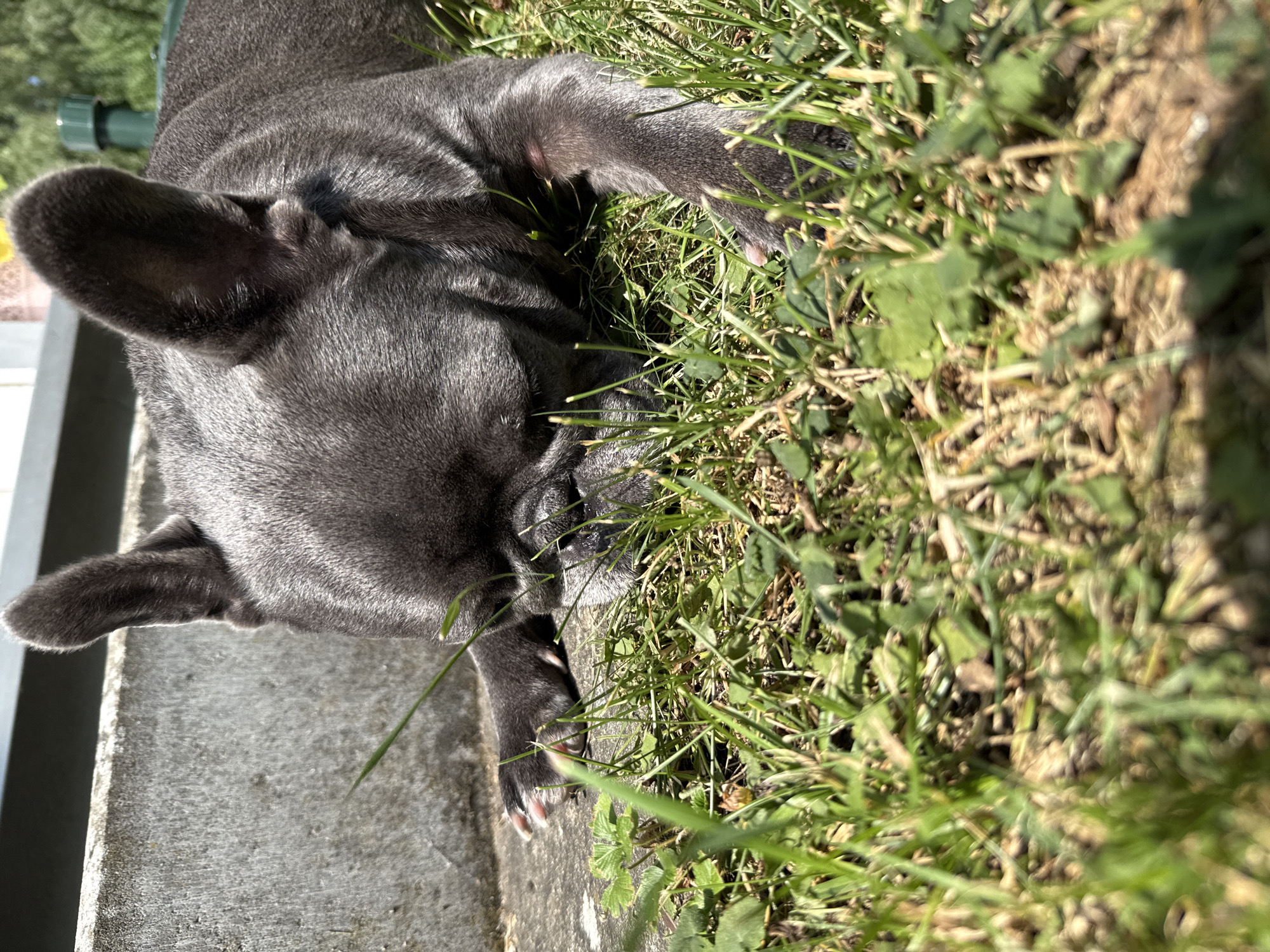 A blue-grey French Bulldog is lying on the grass, its head down as if sniffing something. The dog's ears are perked up. In the background, a concrete structure and a green metallic object are visible. The scene appears to be an outdoor area, possibly a garden or park, in Bad Sachsa, Germany. The lighting suggests it is daytime.