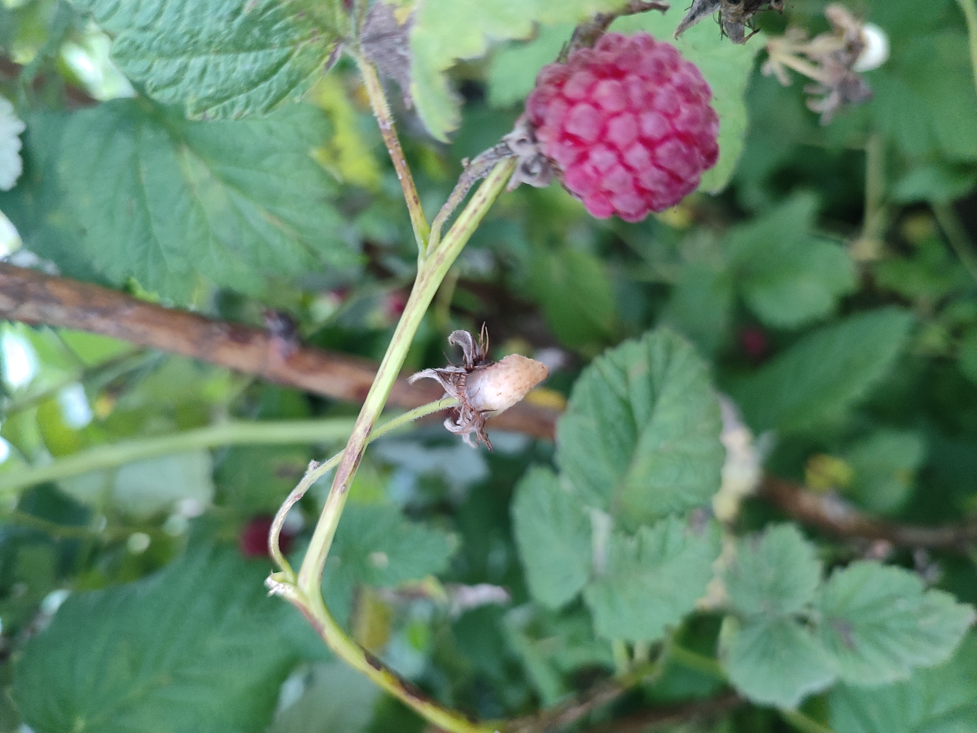 A close-up, shallow depth of field photograph captures a raspberry plant in Il'bukhtino, Russia. In the foreground, a ripe, vibrant pink raspberry is visible, its drupelets clearly defined. To its left, a withered, undeveloped raspberry, dried and light brown, hangs from its stem, its calyx remaining. The plant's stem is a woody brown with some dried, brown markings. Green leaves of varying shades of green form the background, some appearing healthy, while others show signs of dryness or discoloration. The overall impression is of a natural outdoor setting.