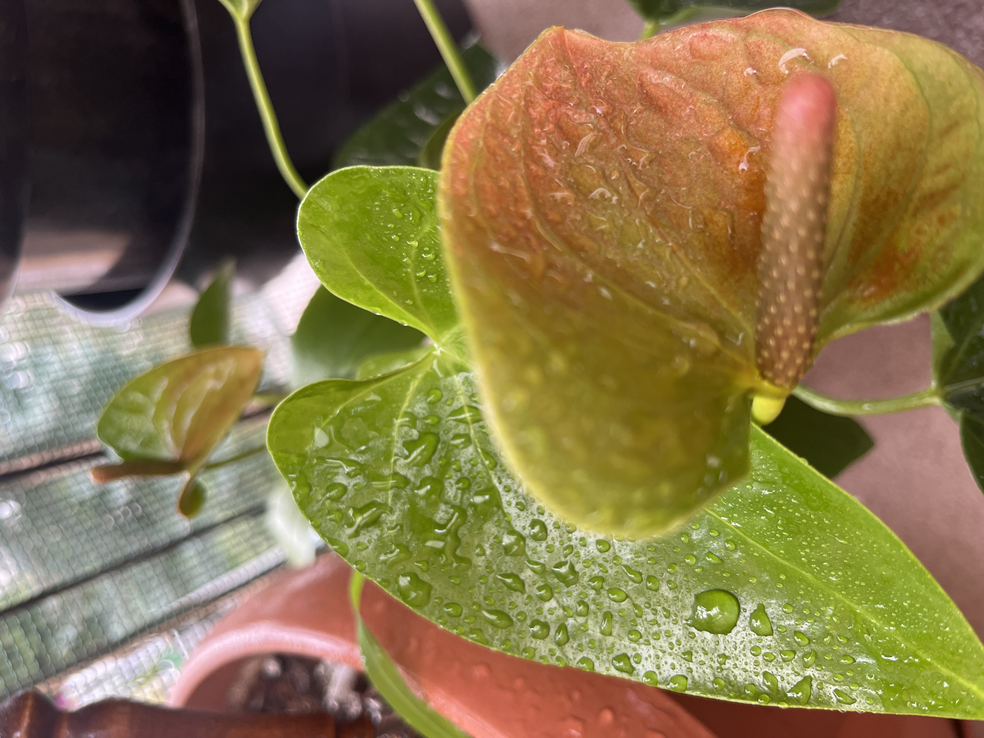 A close-up, slightly downward-angled shot focuses on an anthurium plant with water droplets on its leaves and spathe. The leaves are a vibrant green, and the spathe transitions from green to orange-pink. A central spadix, tipped in pink, extends from the spathe. In the background, a terracotta pot and a black plastic pot are visible, along with a blurred green mesh-like structure. The scene appears to be outdoors, possibly on a balcony or porch, given the background elements. The image is consistent with a domestic setting in Białystok, Poland.