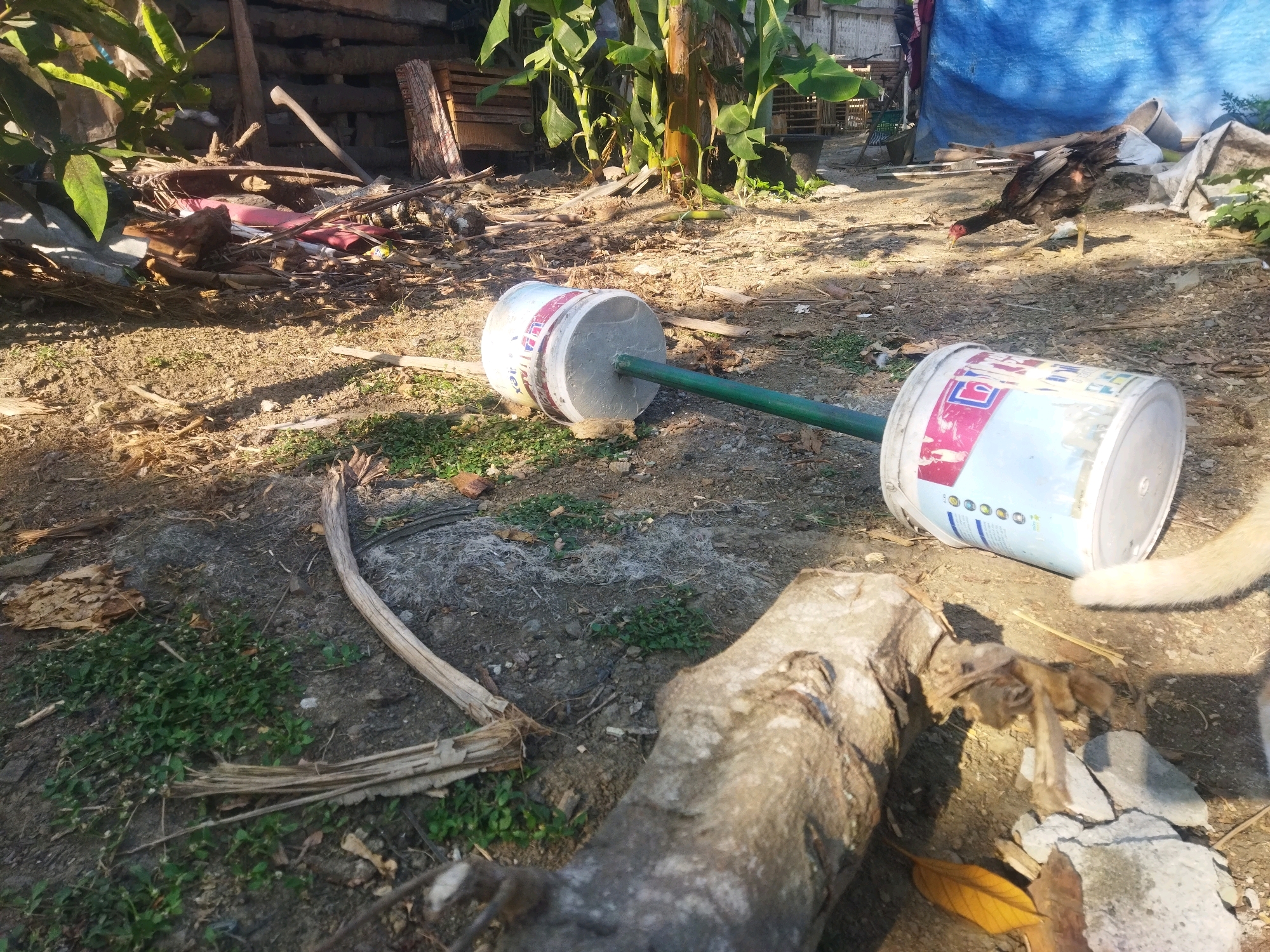 The image depicts an outdoor scene in a somewhat unkempt yard in Kesugihan, Indonesia. In the foreground, a makeshift barbell lies on the ground, constructed from a green metal bar inserted through two white buckets. The buckets appear to be repurposed paint cans, with some faded labels visible. To the right of the barbell, a section of a light-colored animal's tail, possibly a cat or dog, is visible. In the middle ground, a chicken with dark plumage is pecking at the ground. The background features lush green banana plants, piles of debris including wood and dry leaves, and a blue tarp. The ground is a mix of dirt, scattered stones, and sparse vegetation. The lighting suggests it is daytime with sunlight casting shadows.