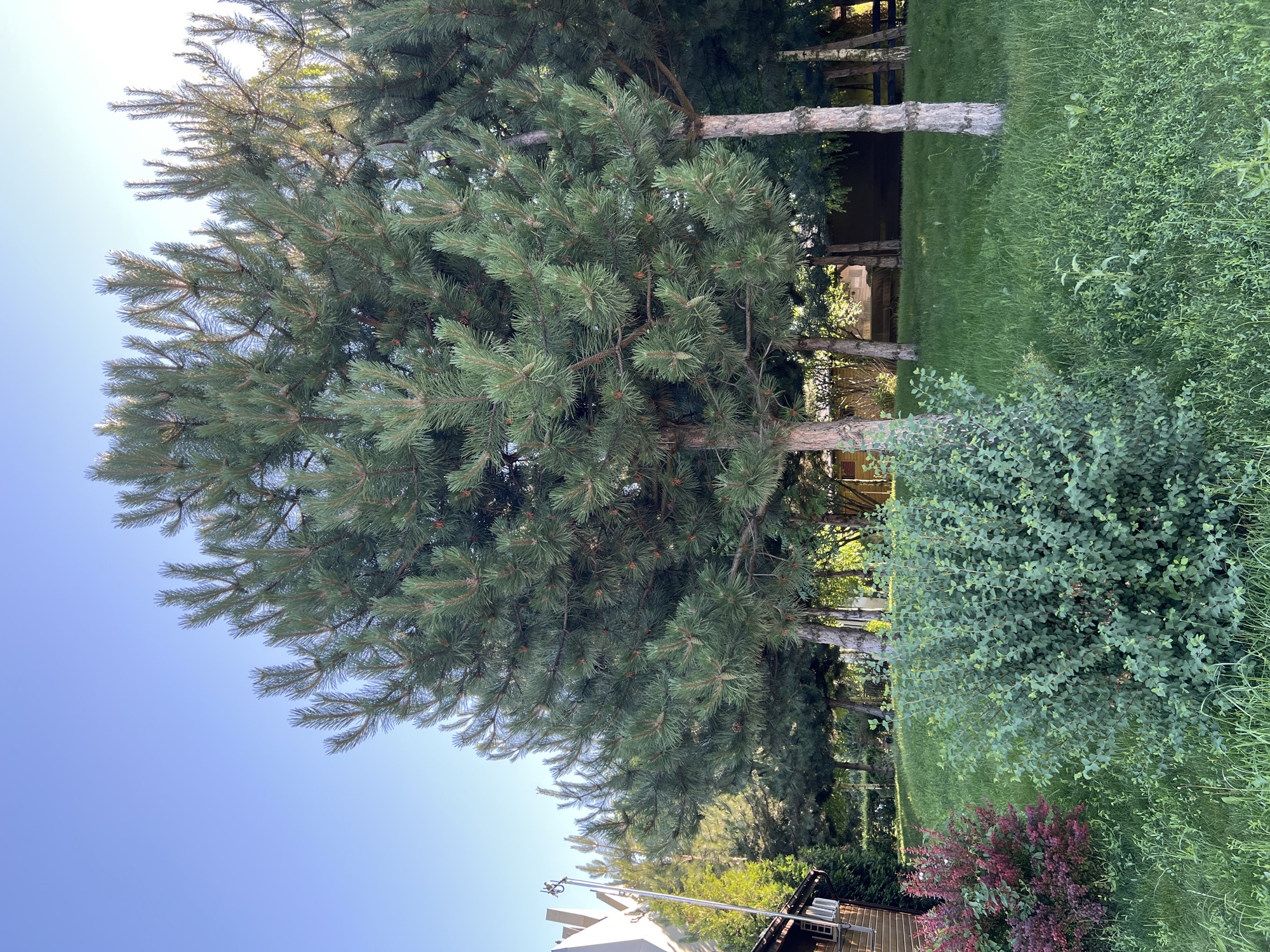 The image depicts a residential backyard area with lush greenery under a clear blue sky. In the foreground, there are two large, bushy shrubs; one is a dark green, leafy bush, and the other to its left is a smaller bush with reddish-purple foliage. Behind the shrubs, a well-maintained lawn slopes upwards, dotted with tall pine trees. The pine trees have characteristic needle-like leaves and rough, textured bark on their trunks, with some appearing to be leaning slightly. In the background, a wooden building, possibly a house or a shed, is visible to the left, featuring a sloped roof and wooden siding. Further back, more trees and foliage create a dense, natural backdrop. The overall impression is one of a tranquil, natural setting within a residential area. The location is identified as being in the city of Plastunivska, Russia.