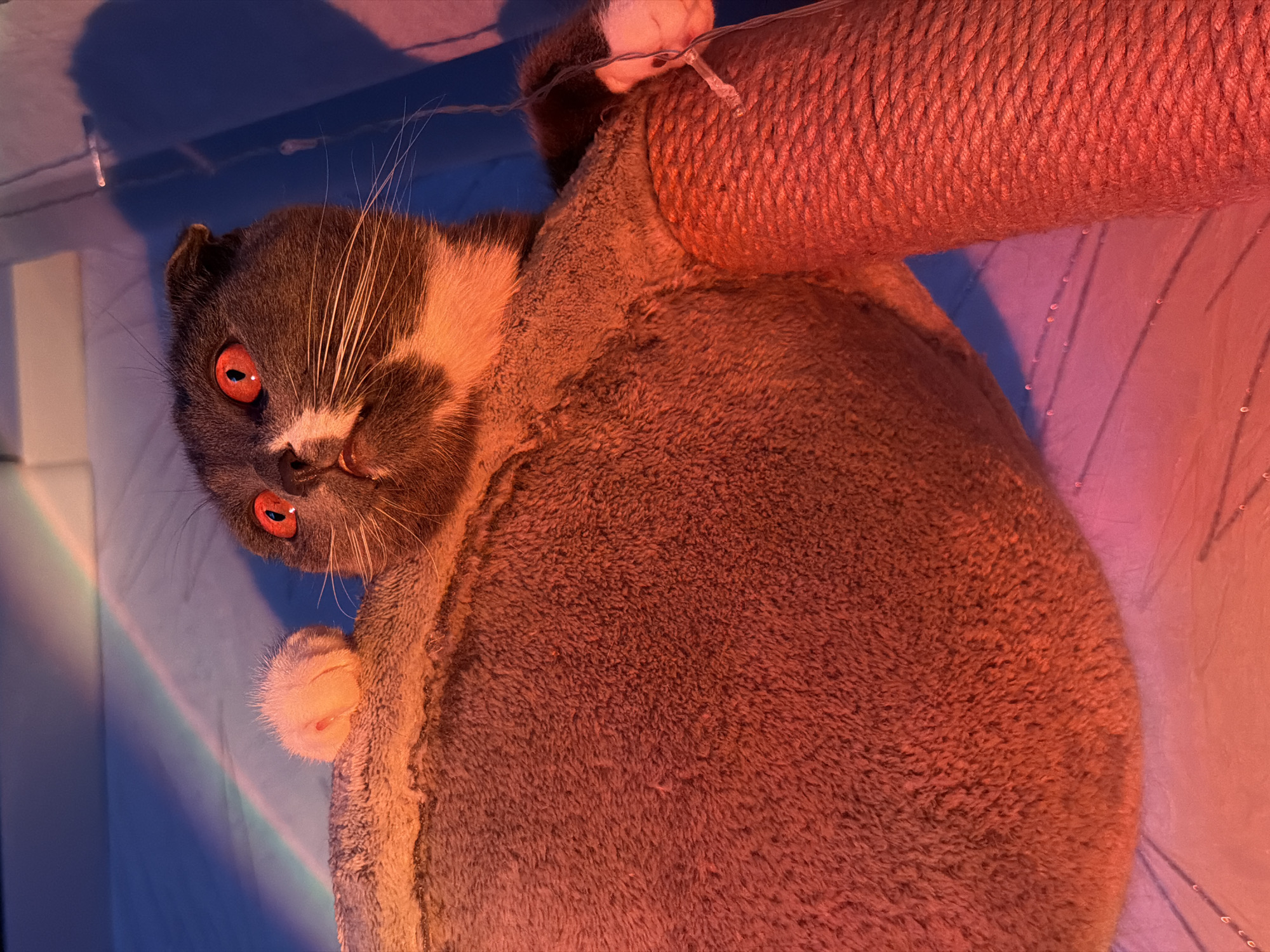 An indoor, vertically oriented close-up shot features a gray and white cat looking directly at the viewer. The cat is positioned on or next to a scratching post, which is wrapped in a rope-like material and appears reddish-orange due to the ambient lighting. The cat's fur is primarily gray, with white patches around its muzzle and paws.
A prominent detail is the cat's eyes, which glow an intense bright orange-red, reflecting the strong red light illuminating the scene. The lighting creates a dramatic effect, with areas bathed in warm red and orange tones, while parts of the background appear in cool blue and purple hues. On the left side of the frame, a subtle rainbow-like light effect is visible against a blue surface, suggesting a prism or similar light source.
The cat's front paws are visible, one gripping the scratching post and the other near the top edge. Its posture suggests it is either climbing, hanging, or resting on the post. The fuzzy texture of the cat's fur and the rope of the scratching post are clearly visible. The unusual and vibrant artificial lighting, originating from Chaikovsky, Russia, gives the cat an almost otherworldly or mysterious appearance. There is no visible text in the image.
