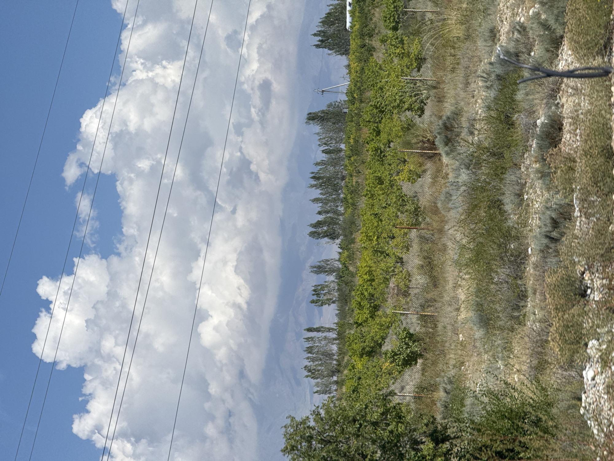 The image depicts a rural landscape with power lines overhead against a bright blue sky dotted with large, fluffy white clouds. In the mid-ground, a row of tall, slender trees forms a line across the horizon, separating a field of green crops from the distant, hazy mountains. The foreground features a dry, scrubby terrain with low-lying bushes and some scattered rocks. A wire fence is visible running through the mid-ground, indicating the boundary of the cultivated area. The scene appears to be set in Toru-Aigyr, Kyrgyzstan, suggesting a natural environment with agricultural activity.