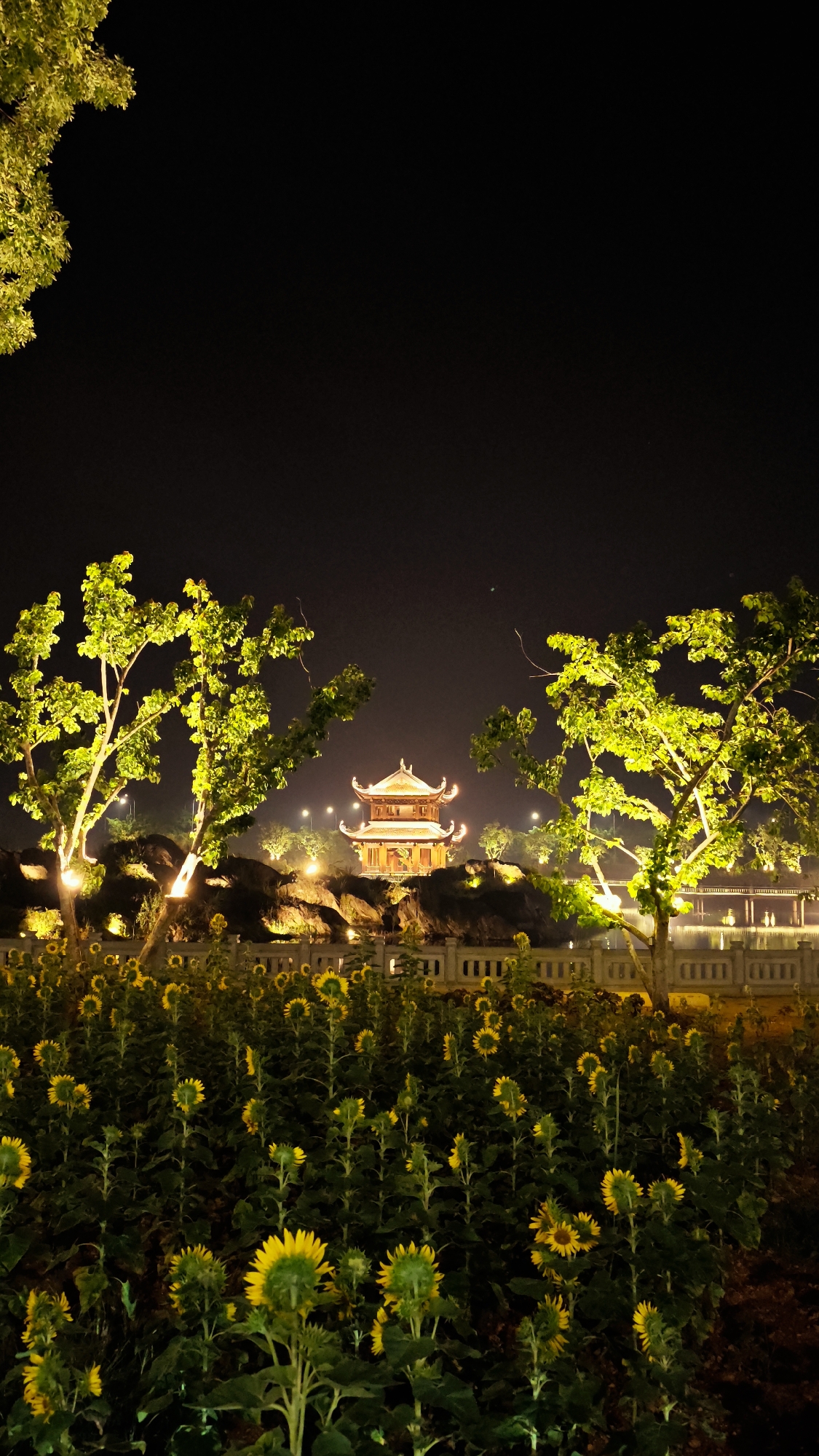 A field of sunflowers is illuminated at night in front of a brightly lit traditional East Asian pagoda. The pagoda, with its multi-tiered, curved roof and ornate decorations, sits on a rocky, landscaped area. Two trees with vibrant green leaves, lit from below, frame the pagoda on either side, creating a natural archway. The foreground is dominated by a dense planting of sunflowers, their yellow petals glowing in the artificial light against the dark green foliage. A low, decorative wall runs behind the sunflowers, and beyond that, lights suggest more structures or pathways. The sky is completely dark, indicating a clear night. This scene is located in the city of Tây Hoa Lư Ward, Vietnam.