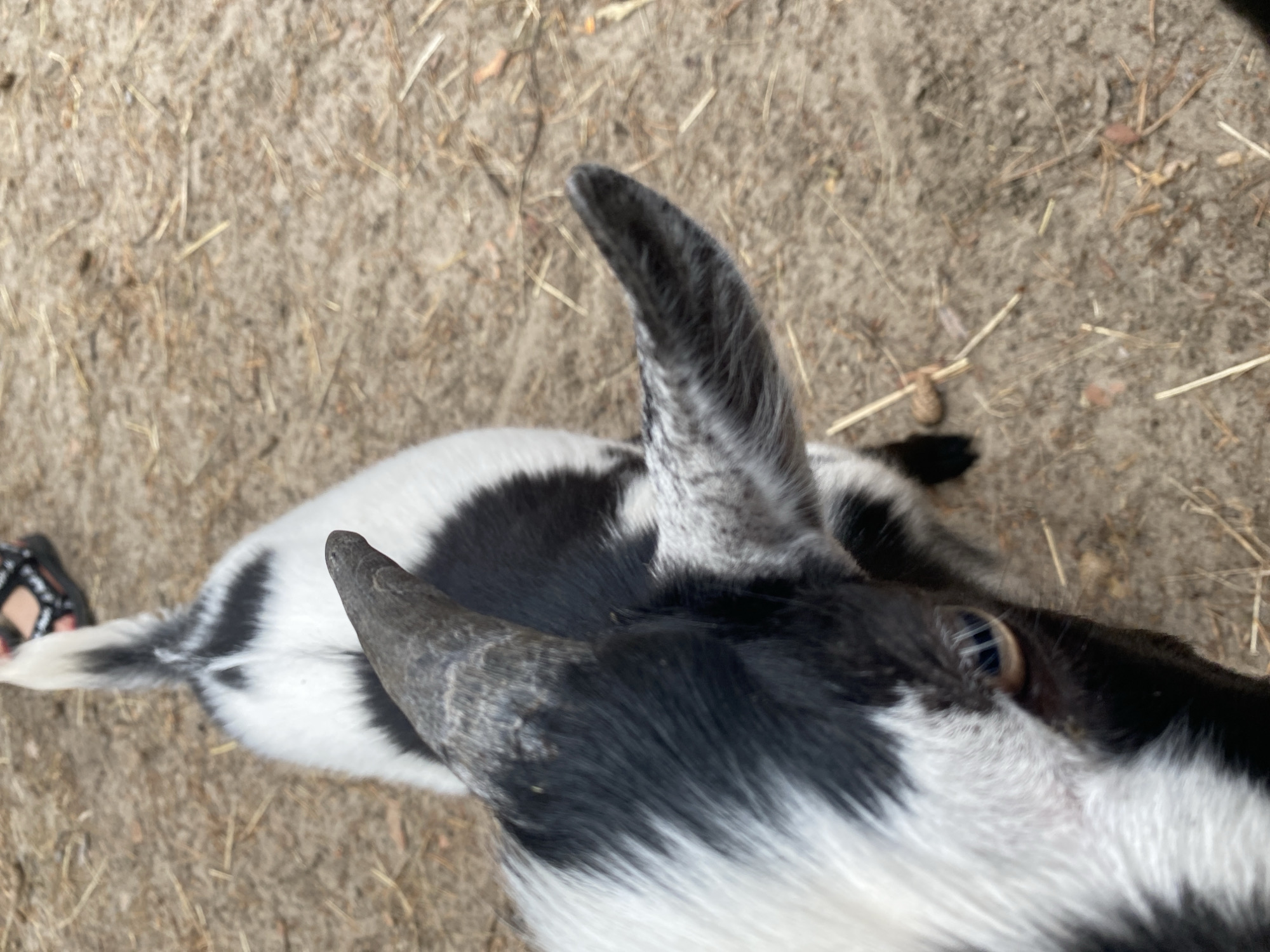 The image displays a high-angle, overhead view of a piebald domestic goat standing on dry, light brown ground. The goat's head and upper back occupy the foreground and left side of the frame. Its fur is primarily white with irregular black patches, including a significant black area on its head, neck, and back, and a black streak on its tail. A grey, pointed horn is prominently visible on the left side of its head (from the goat's perspective), with the right ear and part of a second horn also discernible. The goat's right eye, featuring an amber iris and a horizontal slit pupil, is in sharp focus. The ground consists of fine dirt or sand, sparsely covered with scattered dry straw, hay, and other organic debris. In the upper right background, out of focus, a human foot wearing a black, multi-strapped sandal is partially visible. The lighting suggests natural daylight.