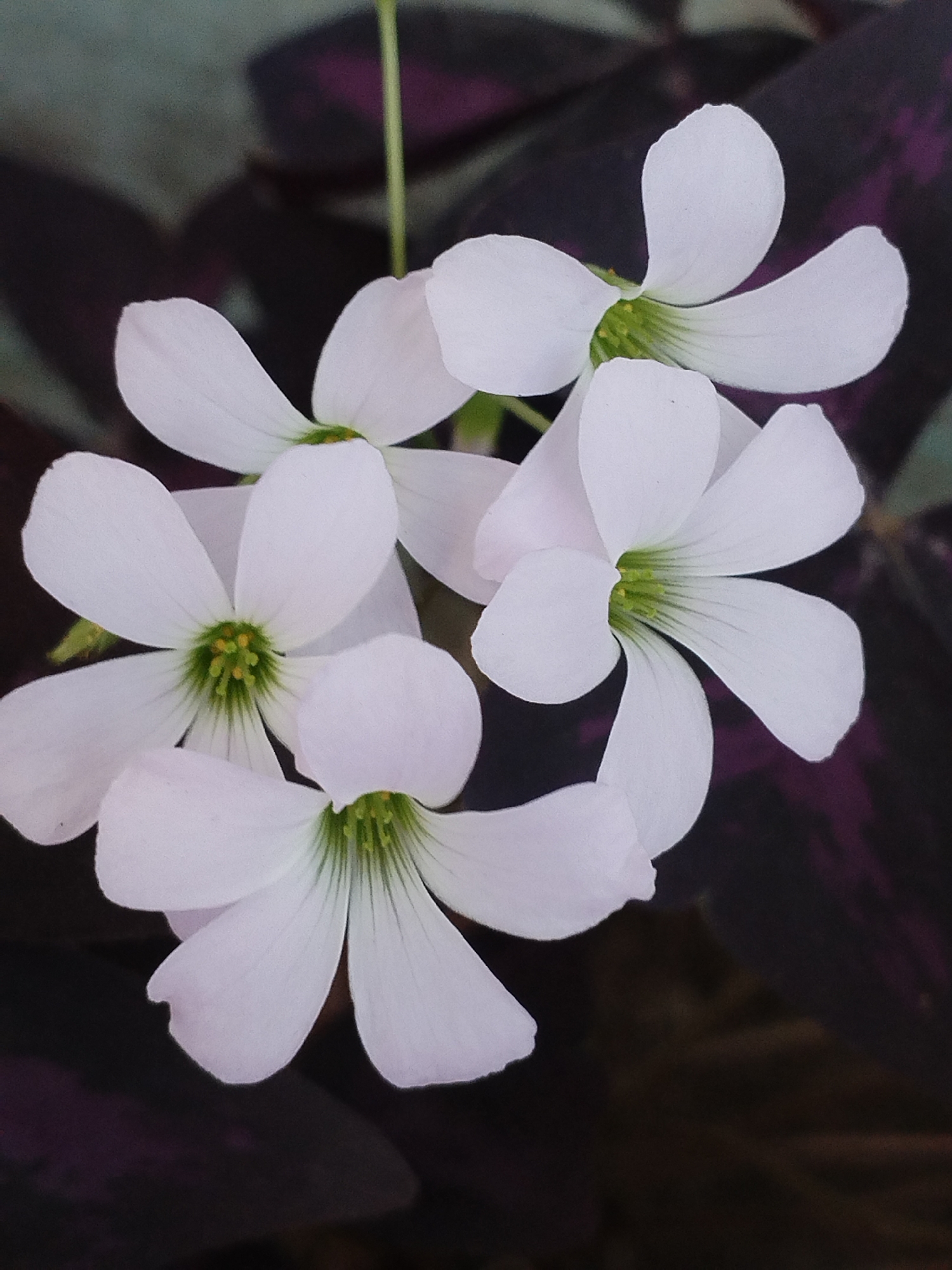 A close-up, top-down photograph shows a cluster of five white Oxalis triangularis flowers against a dark, blurred background of dark purple leaves. The flowers are delicate, with five heart-shaped petals each, and prominent green centers with yellow stamens. The lighting is soft, highlighting the texture of the petals and the intricate details of the flower centers. The overall impression is one of gentle beauty and natural detail. The location in Kyzyl-Kyya, Kyrgyzstan, is not visually apparent from the image itself.