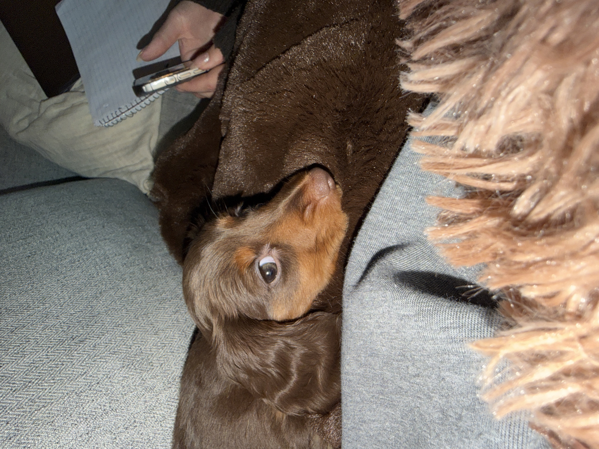A brown dachshund dog with tan markings on its head is resting on a gray couch. The dog is partially covered by a brown blanket and a gray shirt. A hand is visible holding a smartphone and a notebook. The location of the photo is presumed to be in a domestic setting in Montreal, Canada.