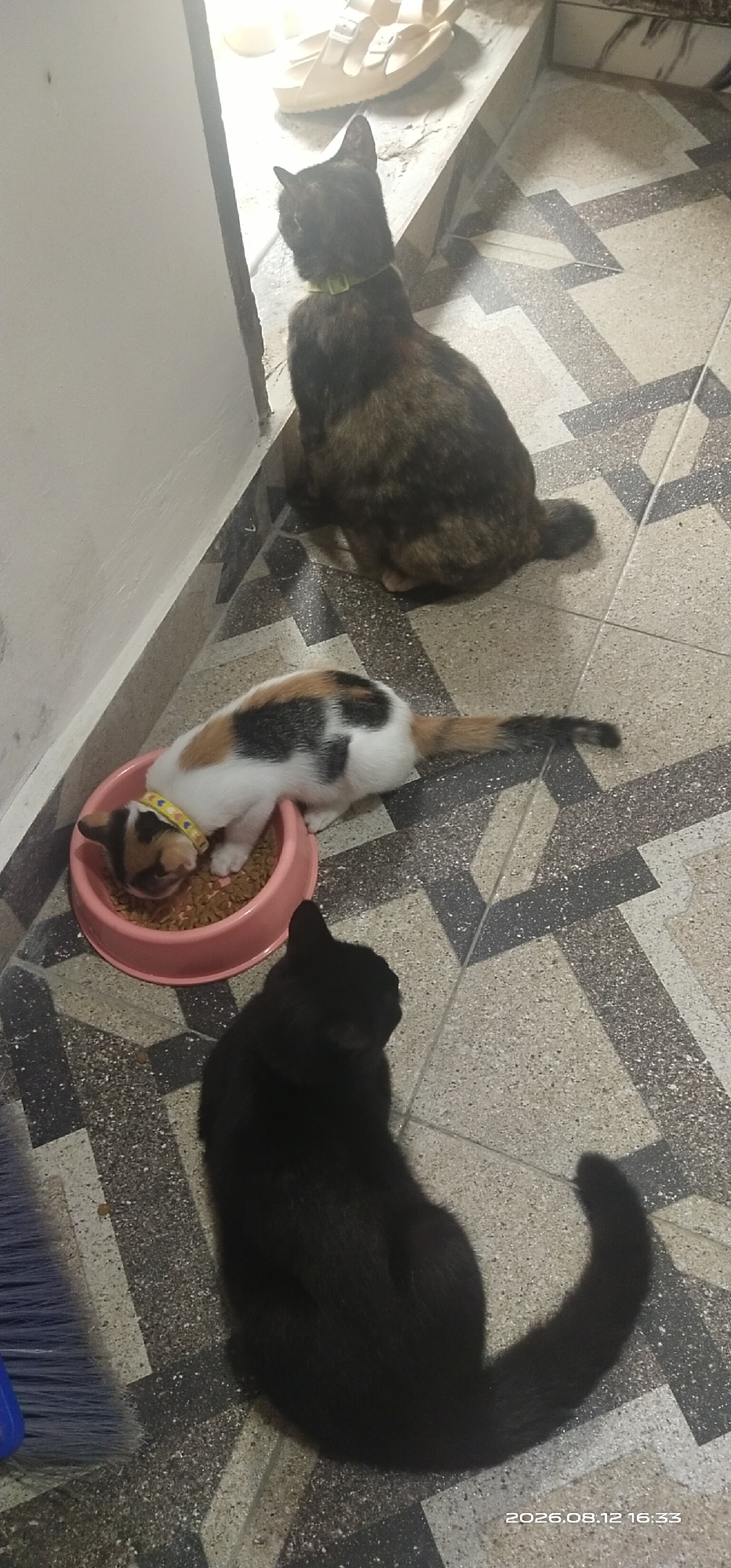 In Matabu, Indonesia, three cats are present. A tortoiseshell cat with a green collar is sitting with its back to the camera. A calico cat with a yellow collar adorned with yellow hearts is eating from a pink bowl of kibble. A black cat is sitting on the floor, facing away from the camera. The scene is set indoors, on a tiled floor.
