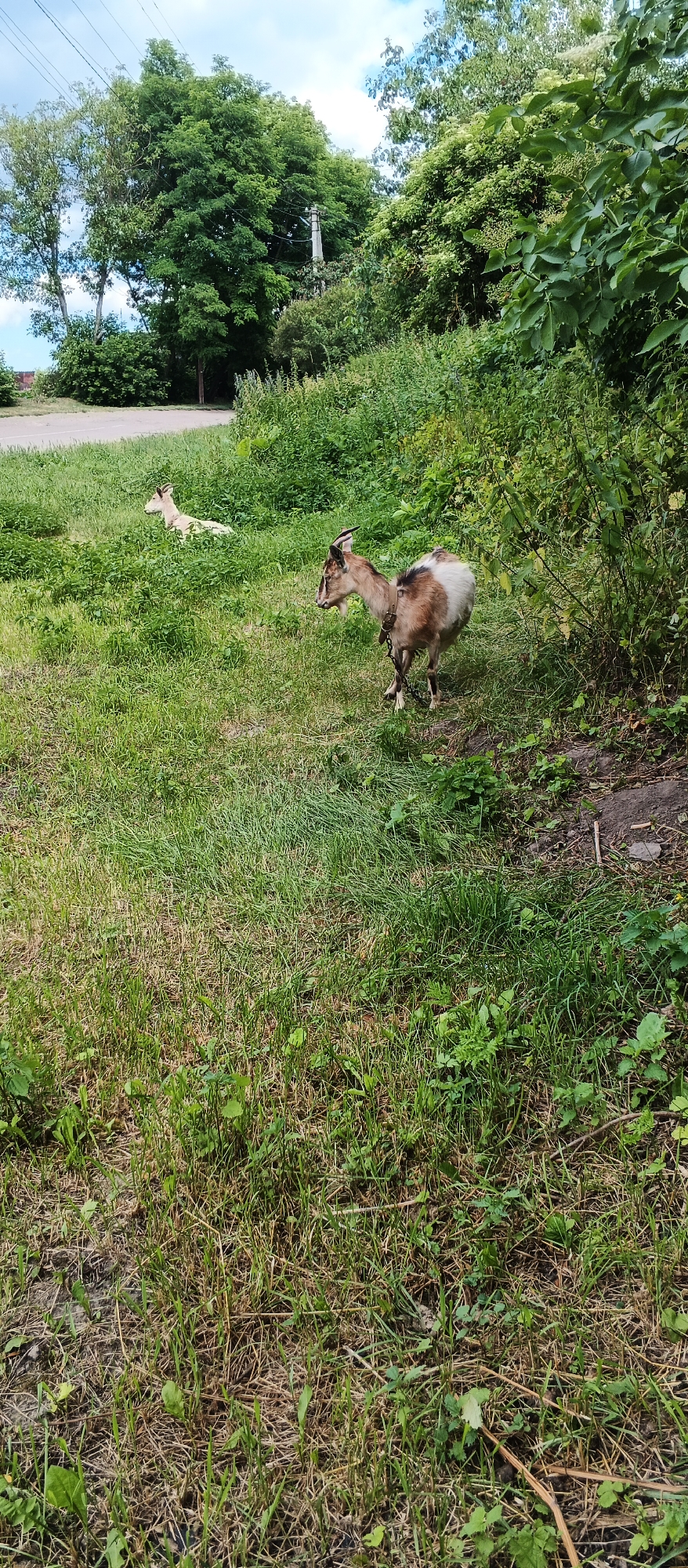 Two goats are in a grassy area with trees and foliage in the background. One goat, predominantly brown and white, stands in the foreground on a chain, facing left. The second goat, a lighter tan color, is lying down in the grass further back and to the left. The scene is outdoors, with a paved area visible to the far left, possibly a road or path. The sky is partly cloudy. The location is identified as Ternivka, Ukraine.