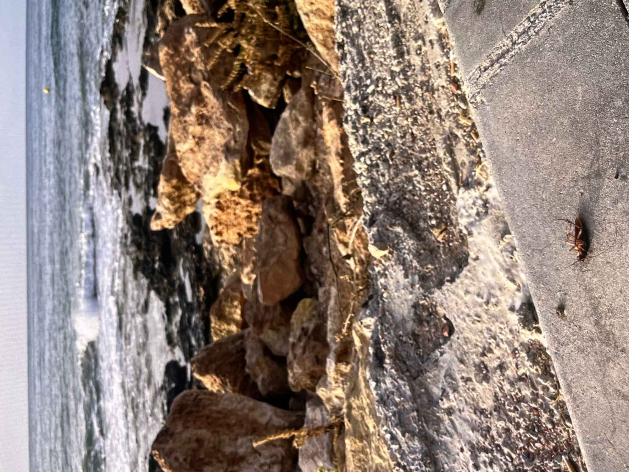 The image depicts a rocky shoreline with the ocean in the background. A dead cockroach is prominently displayed in the foreground, lying on a concrete path. The path appears to be an elevated walkway or promenade. The environment is dry and dusty, with scattered rocks and vegetation. The presence of the cockroach suggests a natural or semi-natural setting, possibly near the coast of Torrevieja, Spain. The scene is devoid of human activity, focusing solely on the natural elements and the deceased insect.