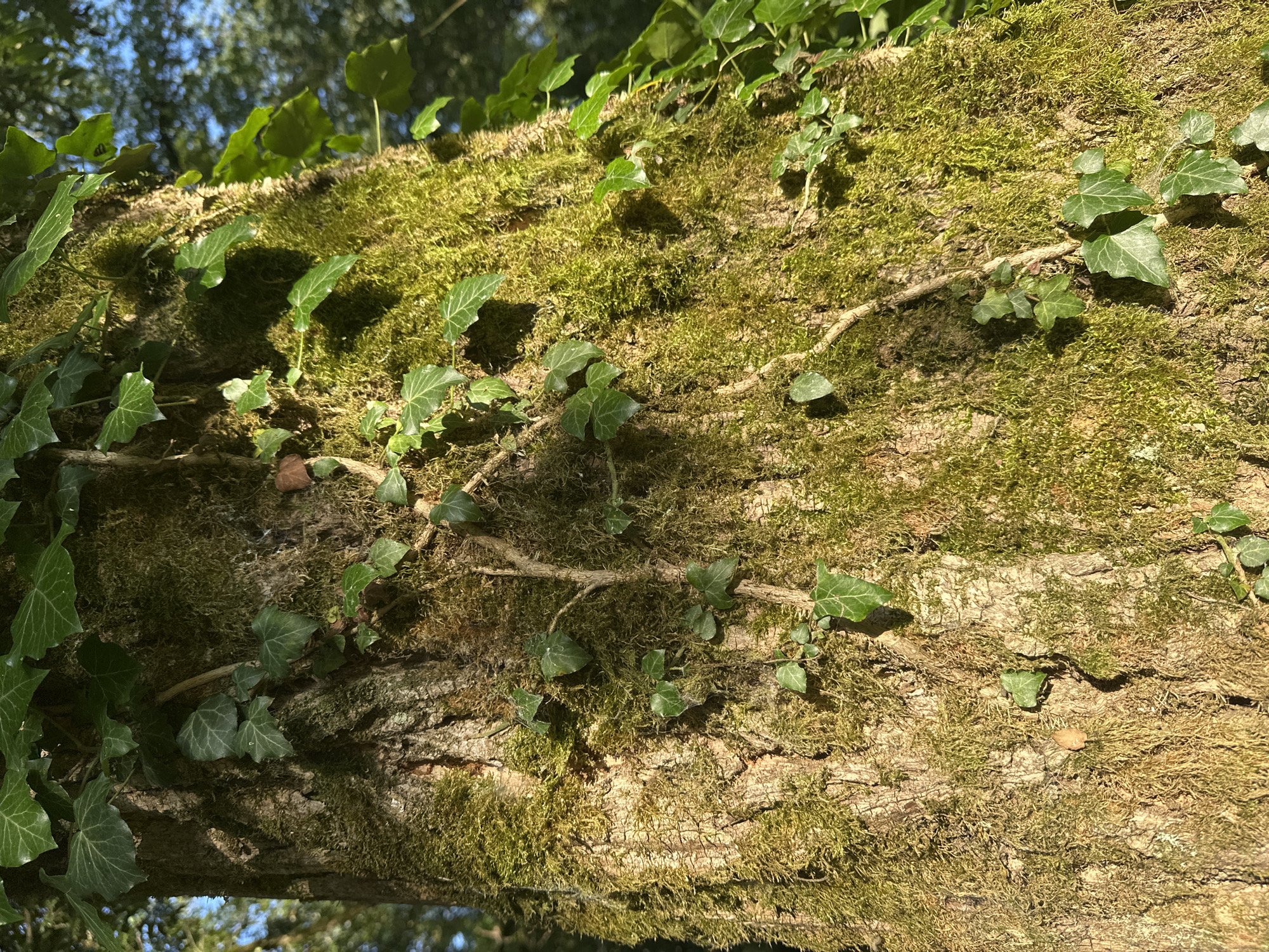A close-up, low-angle shot captures the trunk of a moss-covered tree in Bol'shoi Kichmai, Russia. The bark is rough and textured, with patches of vibrant green moss clinging to its surface. Several strands of ivy wind their way up the trunk, their dark green leaves contrasting with the lighter greens and browns of the moss and bark. Sunlight filters through the canopy of trees in the background, casting dappled shadows on the trunk. The overall impression is one of a lush, natural environment, undisturbed and serene. The image is a testament to the beauty and resilience of nature, a snapshot of a moment in time in the heart of a Russian forest.
