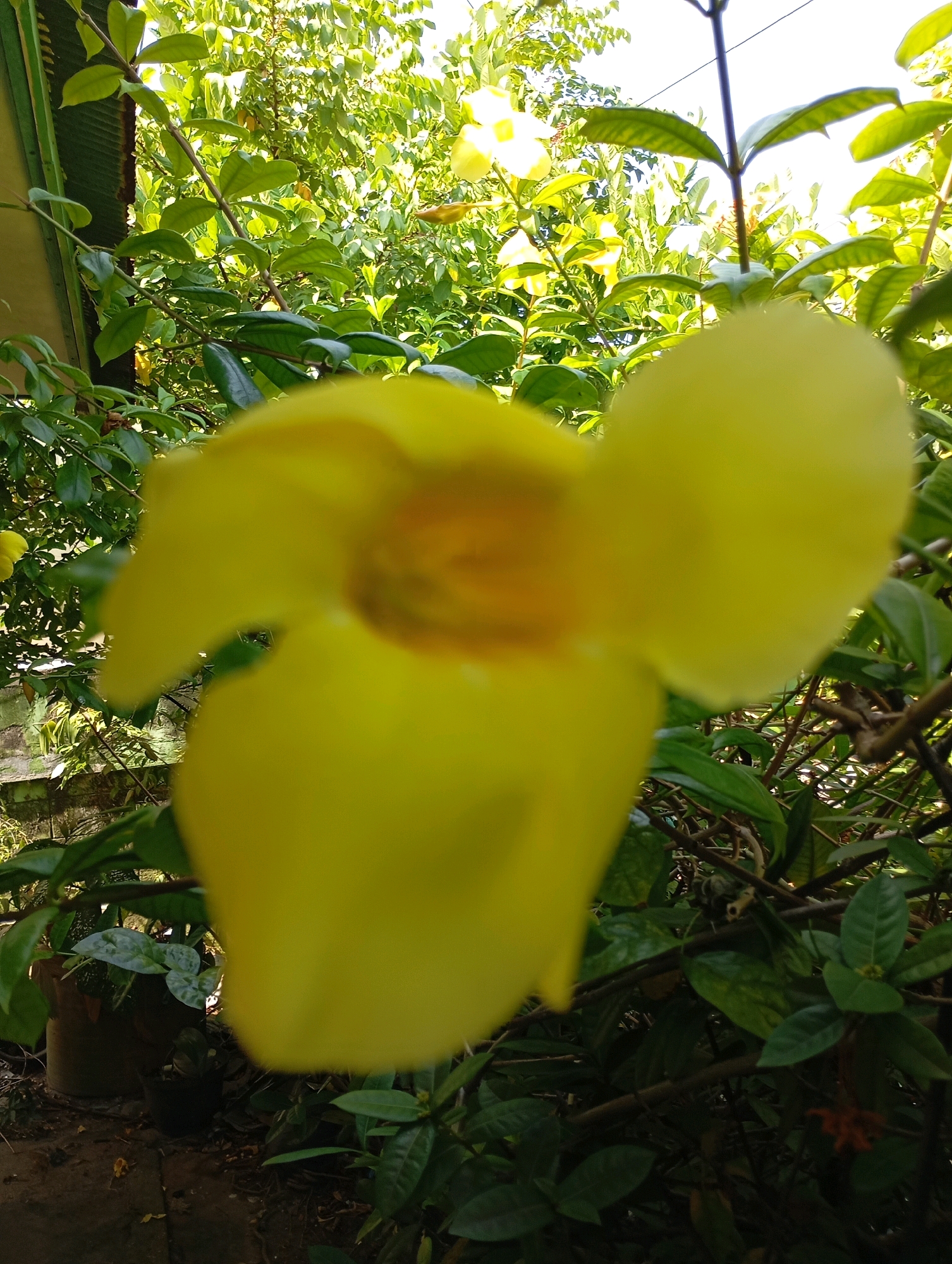A close-up, shallow depth-of-field photograph captures a bright yellow flower in the foreground, its petals slightly blurred, obscuring the center of the bloom. Behind it, a dense canopy of green foliage and more yellow flowers creates a lush, natural backdrop. The image appears to be taken outdoors, with sunlight dappling through the leaves, suggesting a daytime scene. The overall impression is one of a vibrant garden or natural setting. The context provided about Balikpapan, Indonesia, implies this scene is likely located in a tropical or subtropical region, characterized by abundant plant life and warm weather.