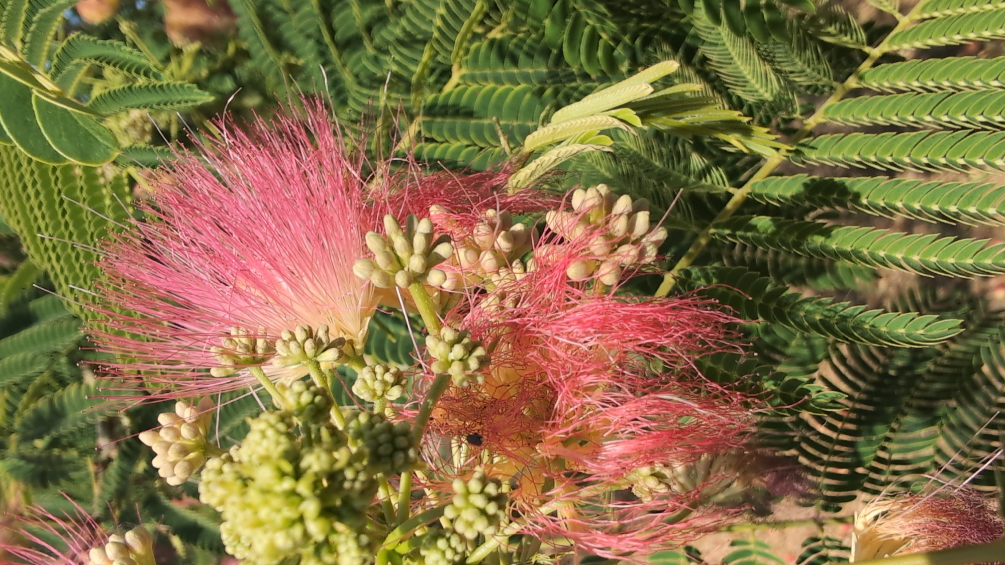 The image depicts a close-up view of a pink, fluffy flower and its unopened buds against a backdrop of green, feathery leaves. The flower's stamens are long and delicate, giving it a brush-like appearance. The leaves are compound, with many small leaflets arranged along a central stem. The lighting suggests it is daytime, with sunlight filtering through the foliage, creating shadows and highlighting the textures of the flower and leaves. There are no people visible in the image. The scene is natural and appears to be outdoors, likely in a garden or park setting. No specific location in Mykolaiv, Ukraine can be determined from the image itself.