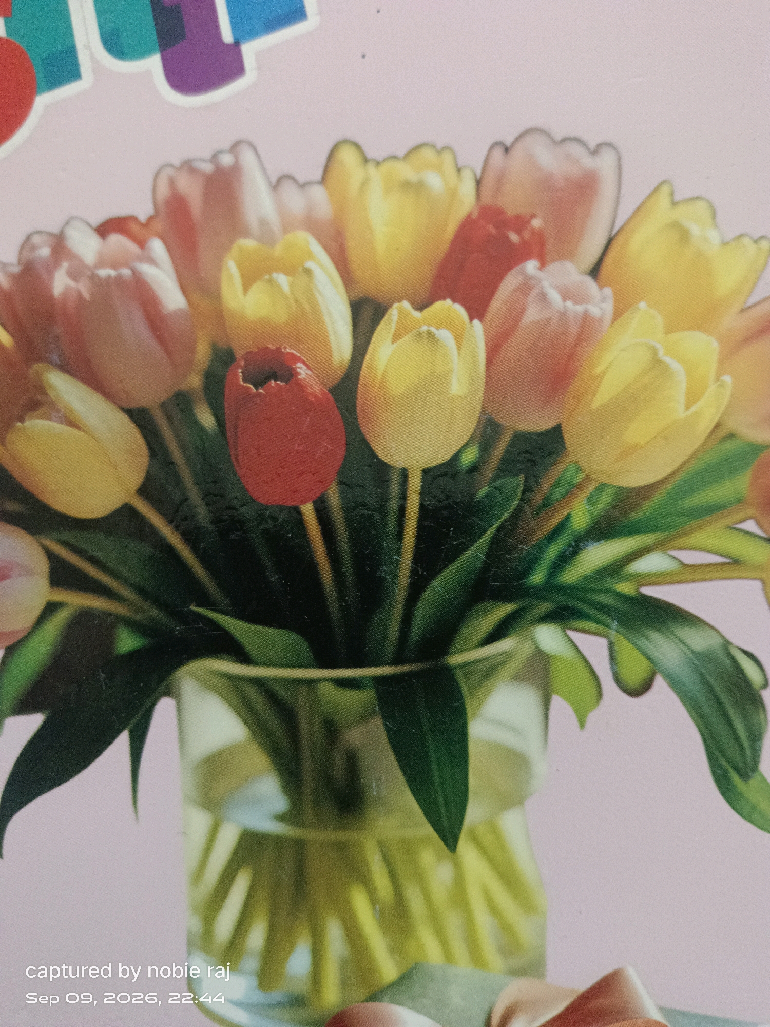 The image is a close-up, eye-level shot of a bouquet of colorful tulips in a clear glass vase. The tulips are predominantly yellow and pink, with a few red ones. The vase contains water, and the stems of the flowers are visible through the glass. The background is a soft pink, with some blurry elements that appear to be part of the packaging or surrounding decor. In the lower left corner of the image, there is text that reads "captured by nobie raj" and "Sep 09, 2026, 22:44." The location of Ganiyari, India, is not depicted in this image, as it is a generic close-up of flowers and does not contain any recognizable landmarks or geographical features of that specific city.