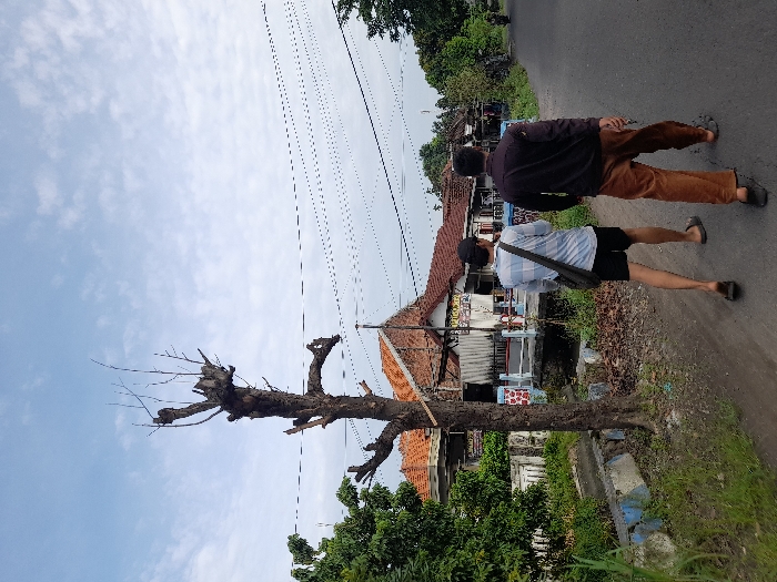 A partly barren tree stands on a roadside with buildings nearby. Two people walk on the road: one in brown pants and a dark jacket, the other in shorts, a light blue shirt, and a dark bag. Power lines stretch across the sky above the tree. The scene appears to be in a residential area. The buildings are constructed of brick and metal, and are old.