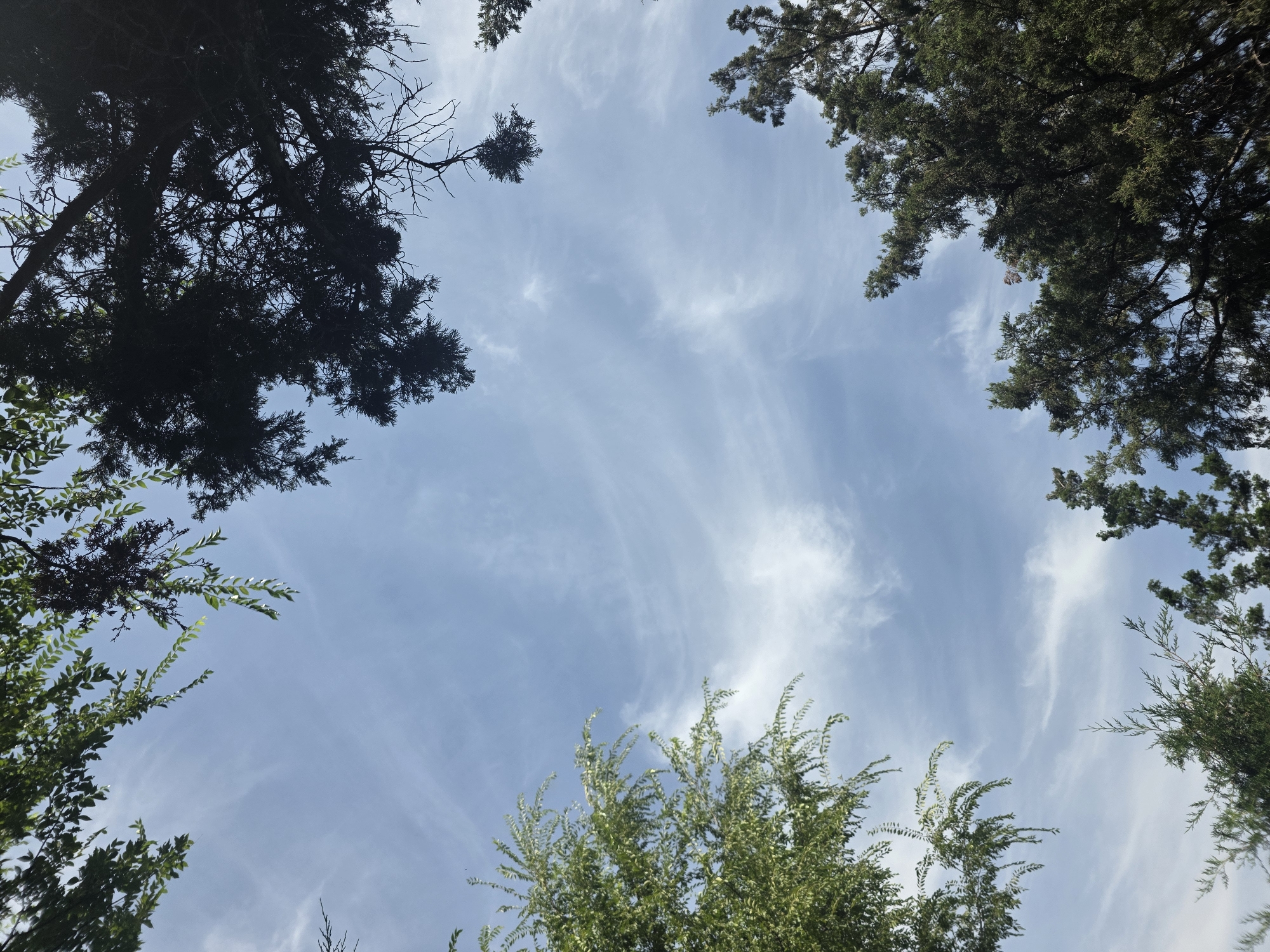This is a low-angle shot looking up at a blue sky with wispy white clouds, framed by the branches and foliage of several trees. The trees appear to be a mix of deciduous and coniferous varieties. The lighting suggests it is daytime. The scene is outdoors, likely in a park or natural area. There are no people or identifiable objects of human creation visible in the frame. This image appears to be taken in Bishkek City, Kyrgyzstan.
