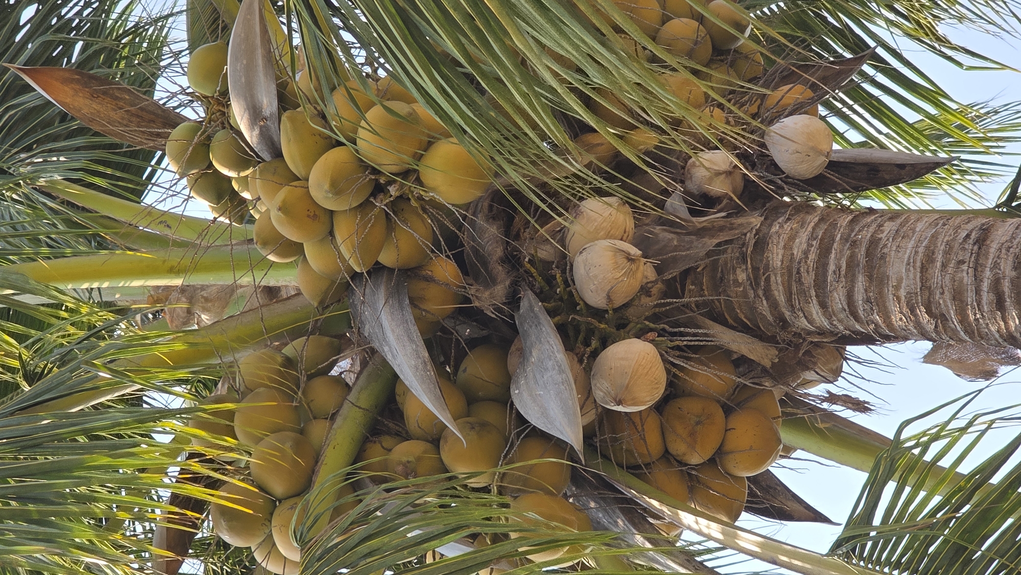 The image captures a close-up view of a coconut palm tree laden with coconuts in Bắc Nha Trang, Vietnam. The trunk of the tree is visible on the right side of the frame, marked by ring-like patterns. Numerous coconuts in varying stages of ripeness are clustered around the trunk. Some are green/yellow, while others have a brown, drier husk. Palm fronds, with their long, thin green leaves, extend outwards. The sky appears as a light blue backdrop.