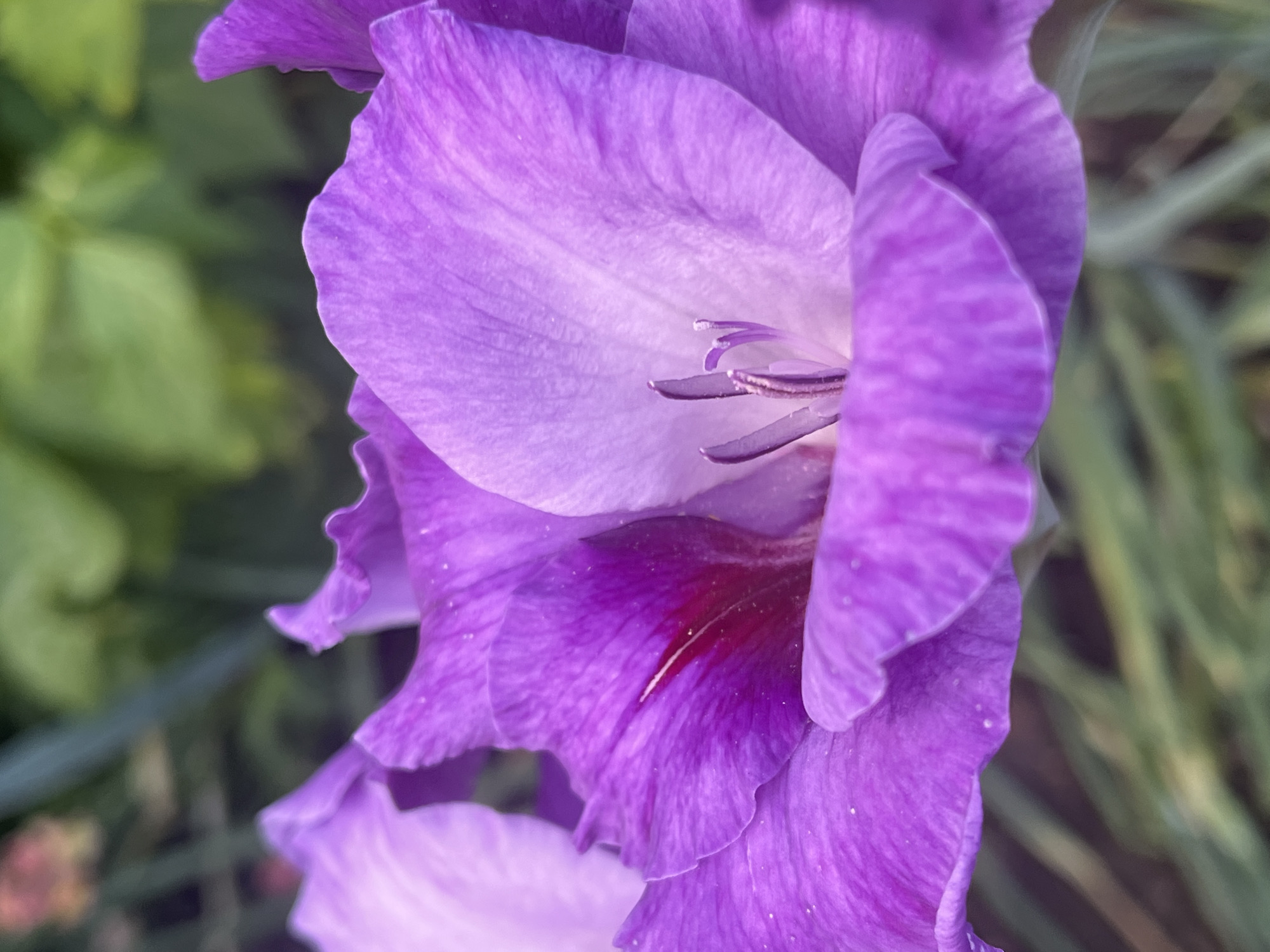 This is a macro photograph of a vibrant purple gladiolus flower. The focus is tight on the bloom, revealing intricate details of its petals and stamen. The petals are a soft, textured purple, with lighter shades towards the center. A deep, rich magenta color accents the throat of the flower. The stamen, with their delicate filaments, are visible within the bloom. The background is a soft blur of green foliage, suggesting the flower is growing outdoors. There are no people or objects other than the flower and its natural surroundings visible. The image was captured in Kaunas, Lithuania, likely in a garden setting, given the focus on the flower and its botanical context.