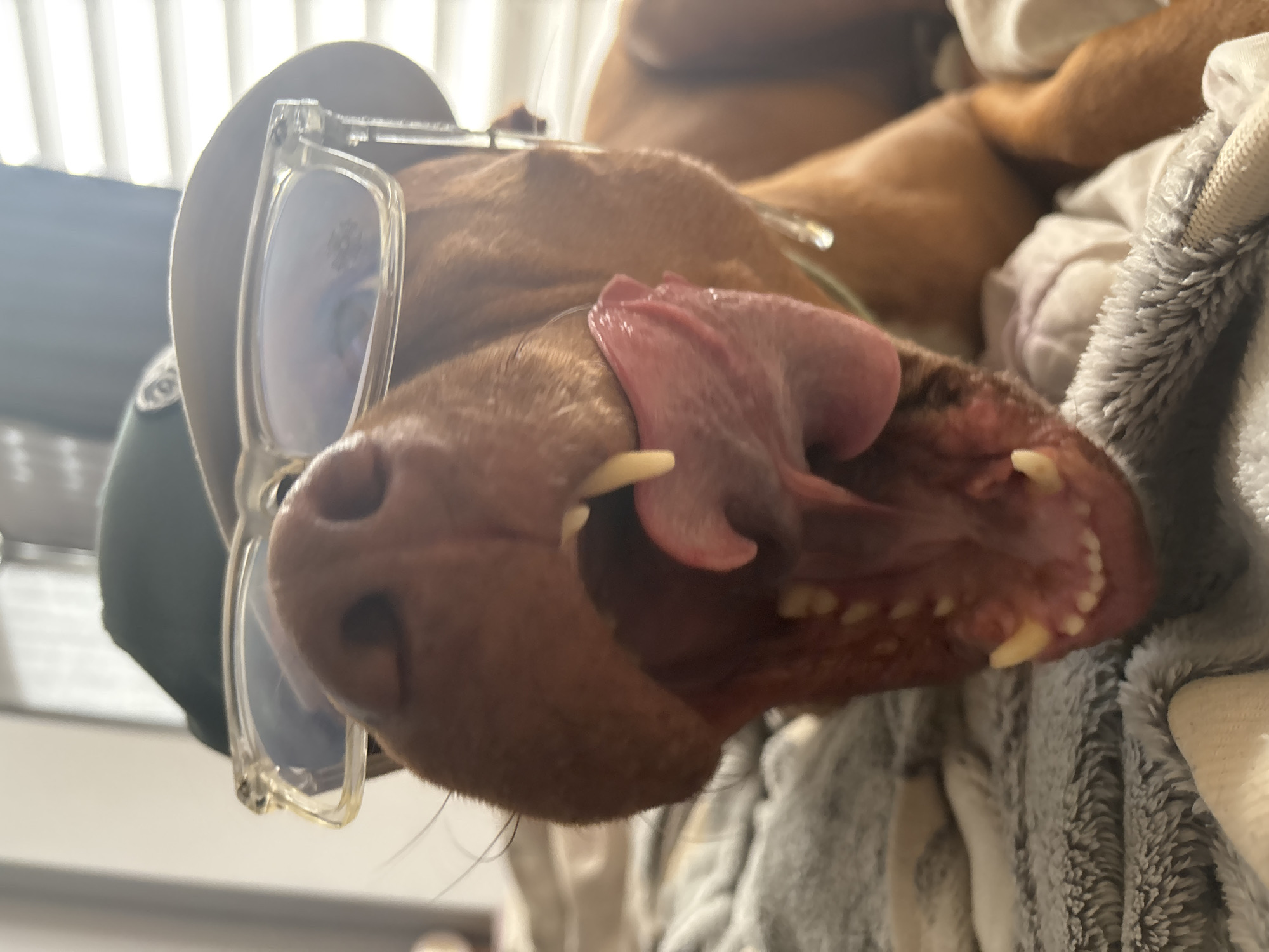 The image shows a close-up, inverted view of a brown dog wearing clear-framed glasses. The dog's mouth is open, revealing its teeth and tongue. The dog is lying on a gray and white patterned blanket. The background includes blurry vertical lines, possibly blinds or curtains. The image does not provide sufficient information to determine the location in Sofia, Bulgaria.