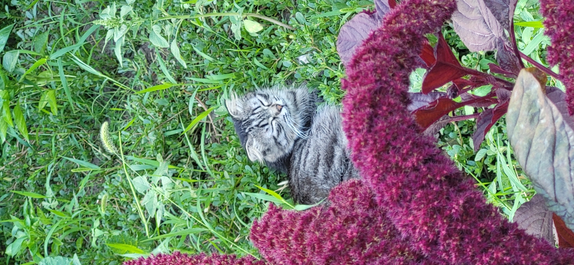 A tabby cat is sleeping on a patch of grass, partially obscured by a large, fuzzy purple flower. The cat's eyes are closed, and its body is curled up. The surrounding environment is lush green grass and some smaller plants. The image appears to be taken outdoors in a natural setting, possibly a garden or park.