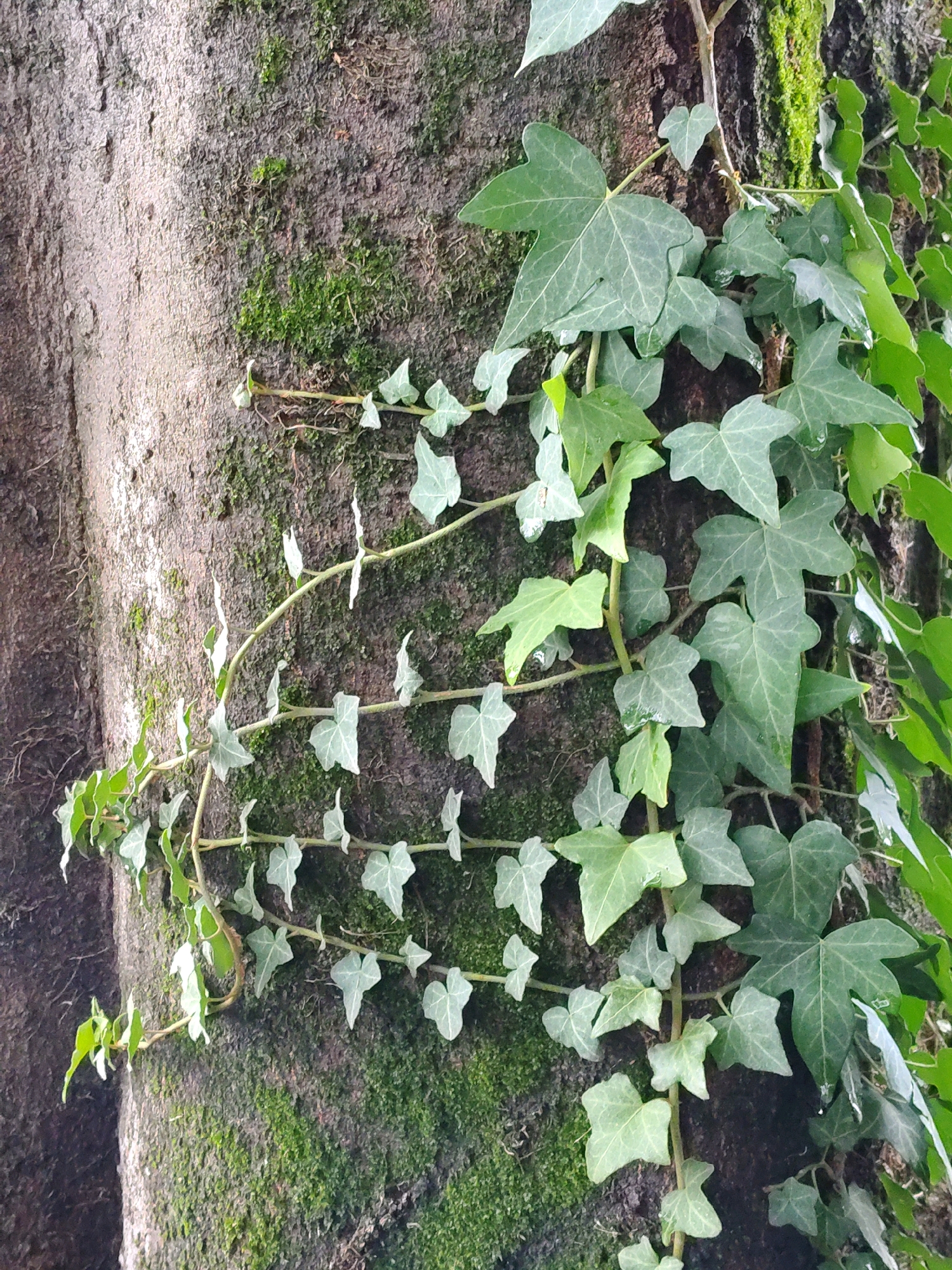 A vertical shot shows ivy growing on the side of a tree trunk. The tree trunk is rough and textured, with patches of green moss growing on its surface. The ivy has dark green, heart-shaped leaves with lighter green veins. Some of the leaves are glossy, suggesting they are wet. The ivy is growing in a winding pattern up the trunk, with some stems reaching out horizontally. The background is dark and out of focus, with the ivy and tree trunk being the main subjects. The lighting is soft and natural, creating a slightly muted color palette. There are no people or other visible elements in the scene.