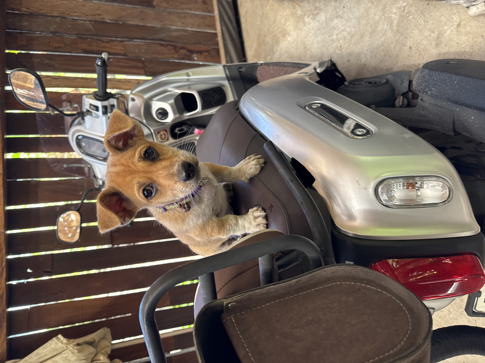 A brown and tan puppy with a purple collar sits on the brown leather seat of a silver moped. The moped is parked indoors against a light-colored wall. The puppy faces the camera. A side mirror is visible on the left side of the moped. The background features wooden slats with glimpses of greenery outside. The location is in the city of Kediri, Indonesia.