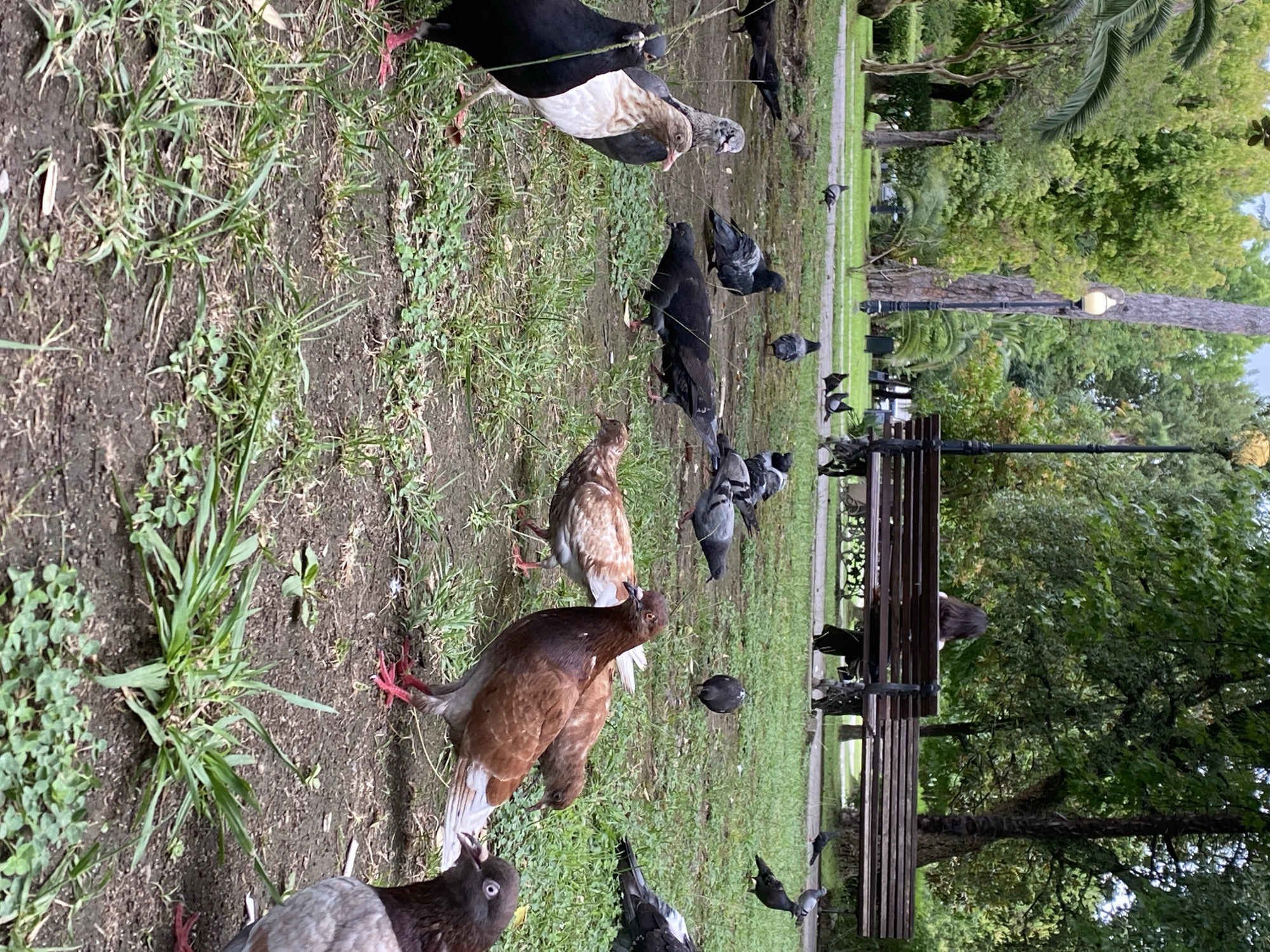A park scene in Sokhumi, Abkhazia, shows a group of pigeons gathered on a grassy area with patches of dirt. In the background, a wooden park bench is occupied by a person with long, dark hair, facing away from the camera. A lamppost stands near the bench. The environment is lush with trees and foliage. Several pigeons are visible in various poses, some pecking at the ground, others standing. One pigeon in the foreground is black and white, another is brown and white, and several others are gray and brown. The overall impression is a tranquil park setting with wildlife interacting with the environment.