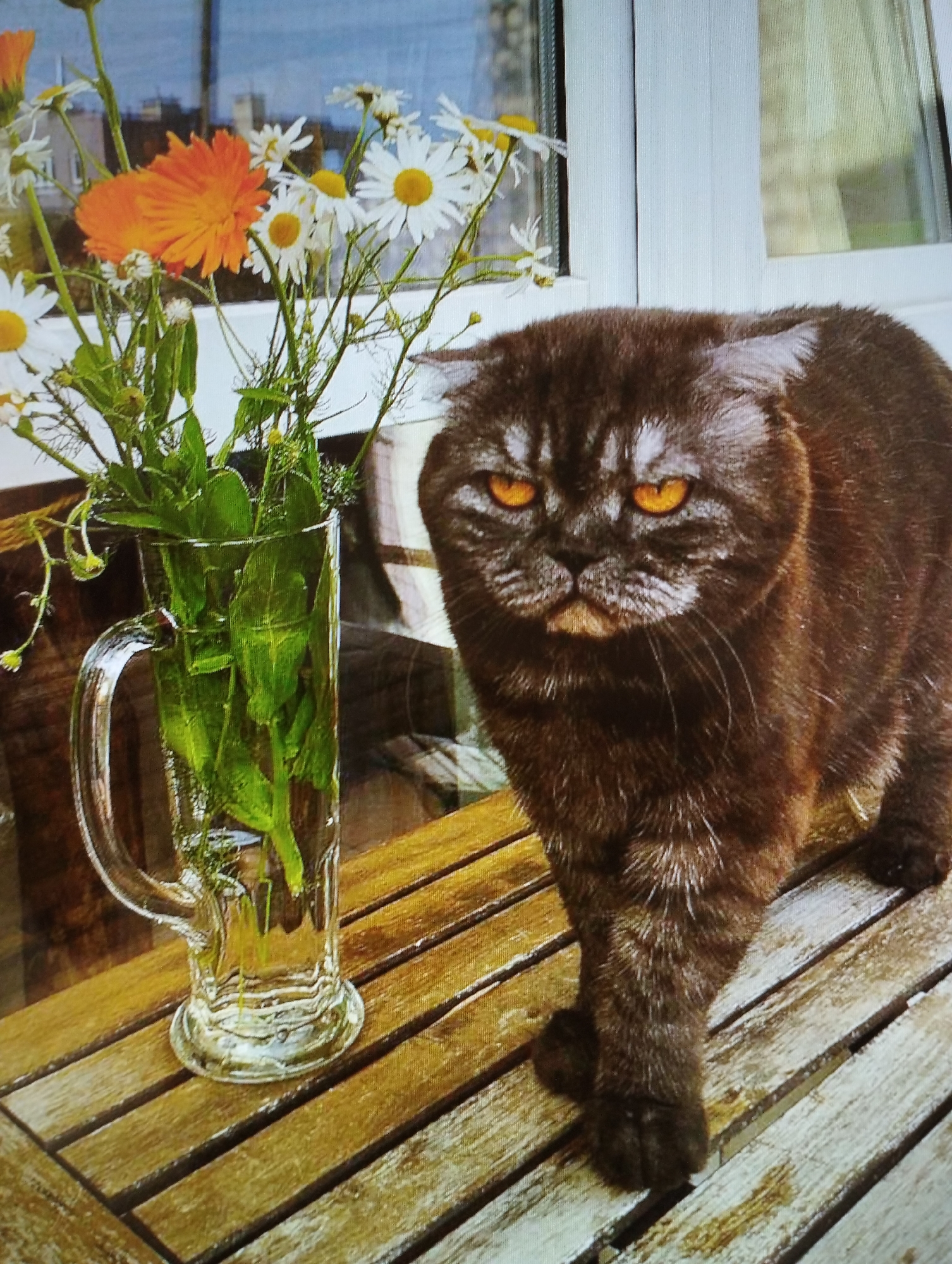 A brown cat with bright orange eyes stands on a wooden table next to a glass mug filled with green leaves and a few flowers. The cat is looking directly at the camera with a serious expression. The wooden table appears to be outdoors, possibly on a patio or balcony, with a window in the background. The flowers include daisies and an orange calendula. The scene does not provide any specific information about its location in Warsaw, Poland.